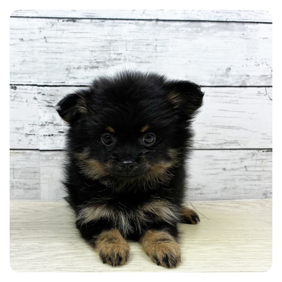 福井県のポメチワ/チワポメ/ポメチー(ポメラニアン×チワワ) (犬の家＆猫の里福井店/2025年10月23日生まれ/女の子/ブラックタン)の子犬