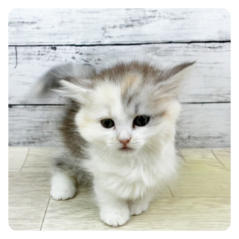 福井県のミヌエット (犬の家＆猫の里アミーゴ福井大和田店/2025年10月23日生まれ/女の子/シェーデッドシルバートーティシェル＆ホワイト)の子猫の3枚目の画像