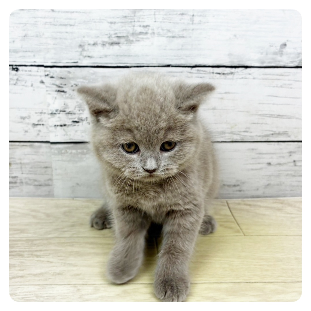 滋賀県のブリティッシュロングヘアー (犬の家＆猫の里近江八幡店/2025年10月23日生まれ/女の子/ライラック)の子猫の2枚目の画像