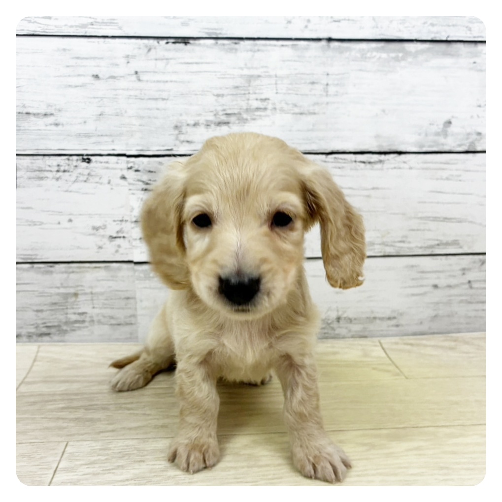 兵庫県のミニチュアダックスフンド(ロング) (犬の家＆猫の里川西店/2025年10月15日生まれ/女の子/イエロー)の子犬の3枚目の画像