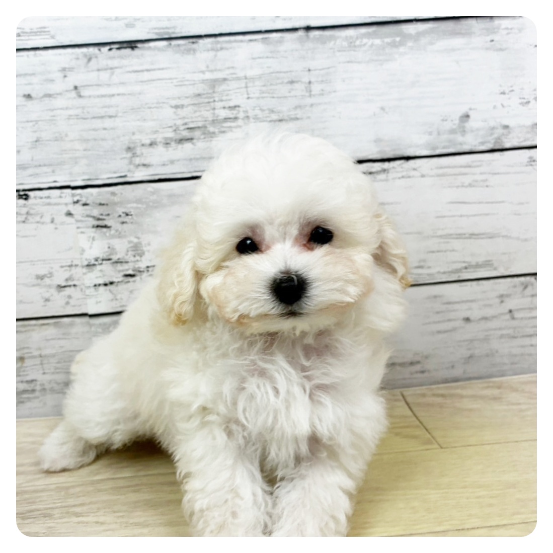 滋賀県のトイプードル(トイ) (犬の家＆猫の里近江八幡店/2025年10月22日生まれ/女の子/ホワイト)の子犬