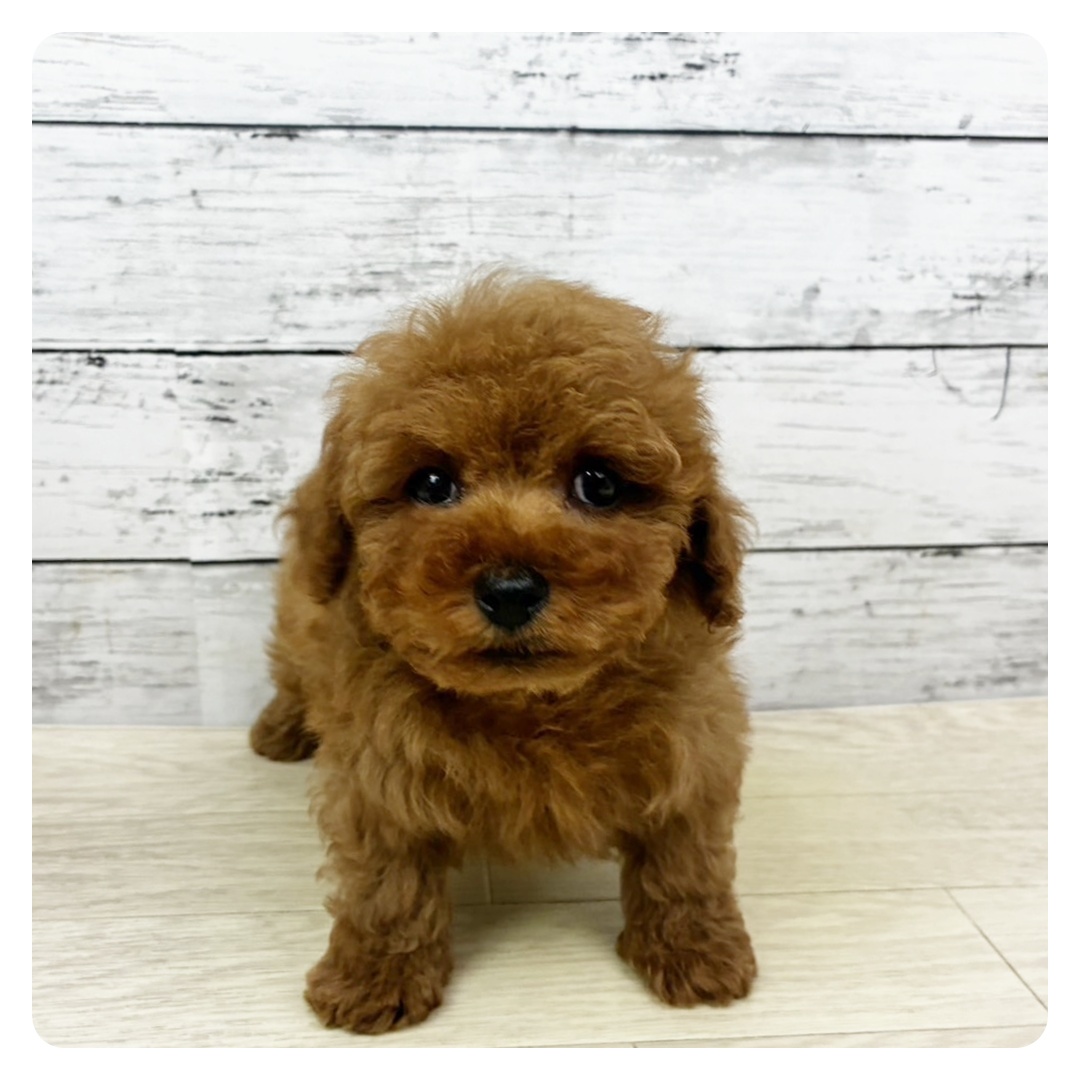 滋賀県のトイプードル(トイ) (犬の家＆猫の里近江八幡店/2025年10月21日生まれ/男の子/オレンジフォーン)の子犬