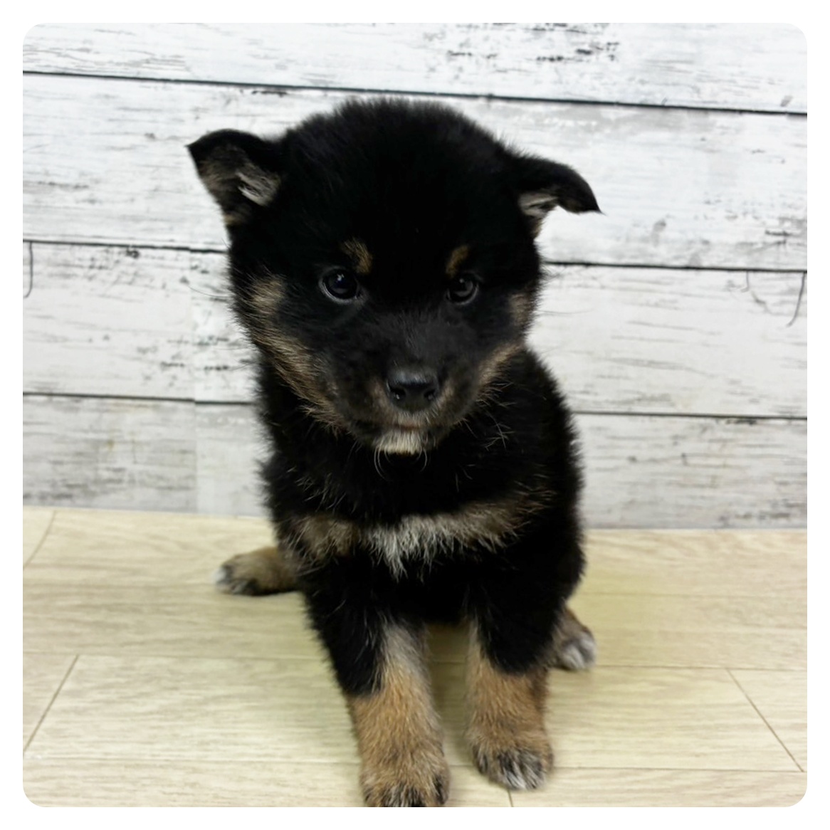 滋賀県の柴犬(標準サイズ) (犬の家＆猫の里長浜店/2025年10月19日生まれ/女の子/黒)の子犬