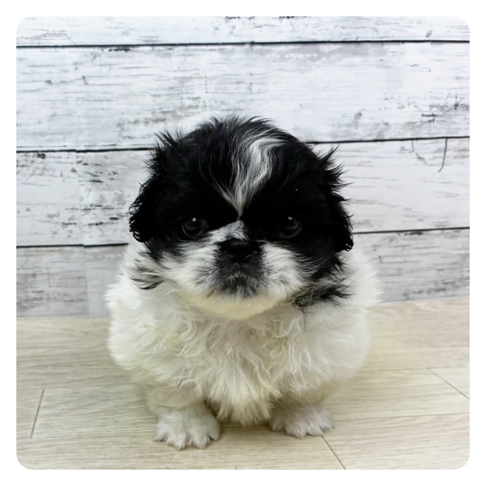 滋賀県のペキニーズ (犬の家＆猫の里近江八幡店/2025年10月23日生まれ/男の子/ブラックホワイト)の子犬の2枚目の画像