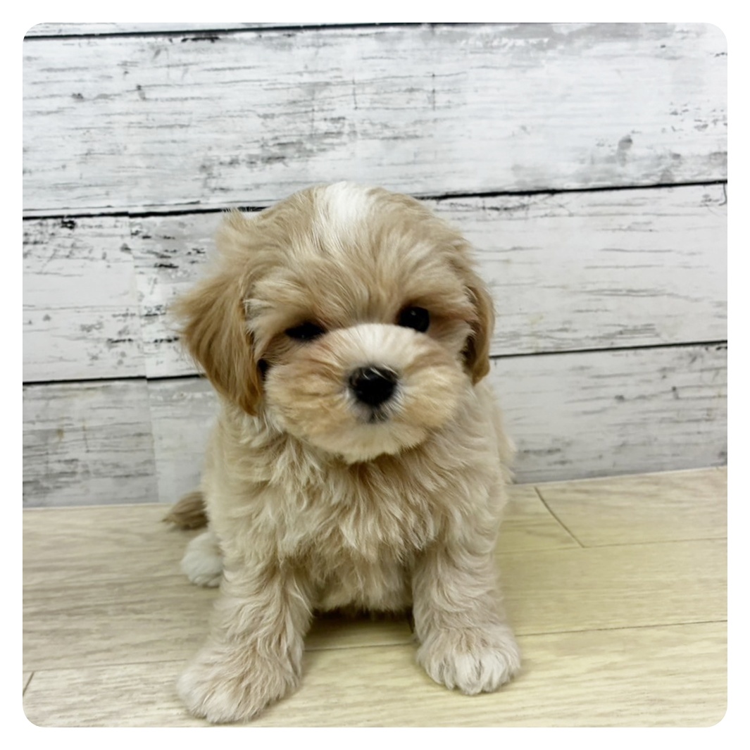 滋賀県のマルプー(マルチーズ×プードル) (犬の家＆猫の里近江八幡店/2025年10月22日生まれ/女の子/クリーム)の子犬の2枚目の画像