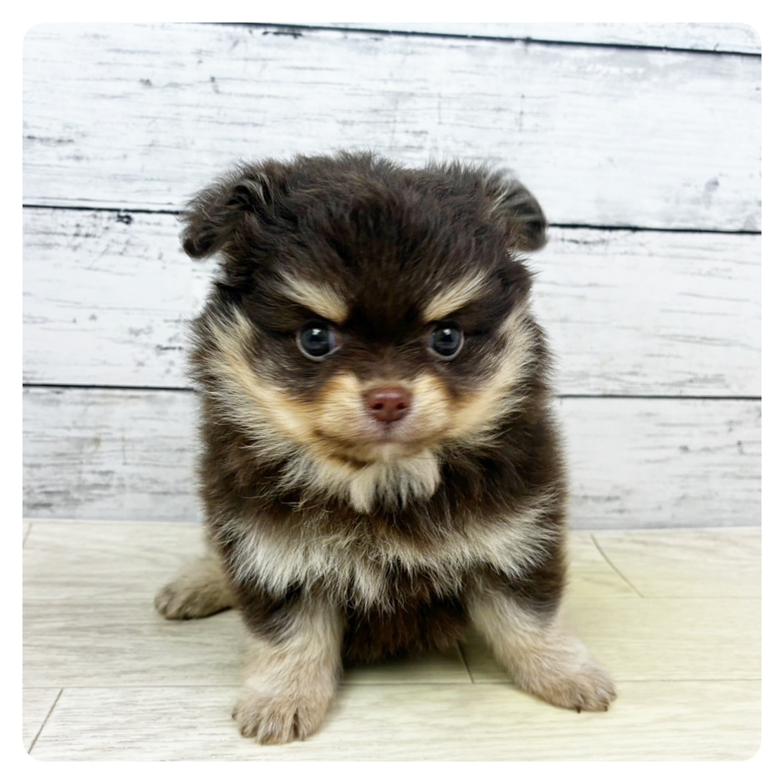 滋賀県のポメチワ/チワポメ/ポメチー(ポメラニアン×チワワ) (犬の家＆猫の里近江八幡店/2025年10月22日生まれ/女の子/チョコレートクリーム)の子犬