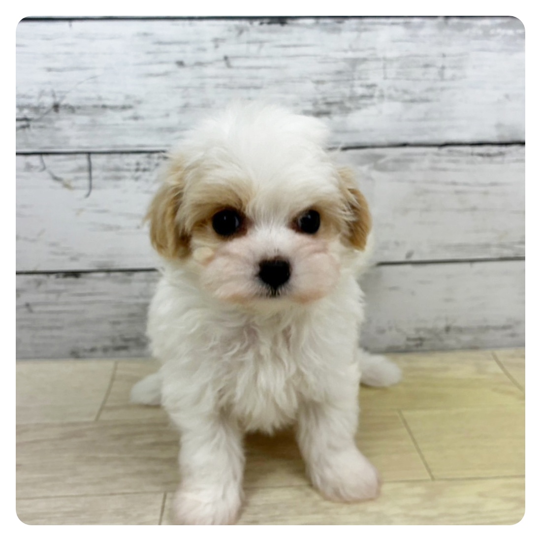 兵庫県のマルプー(マルチーズ×プードル) (犬の家＆猫の里ゆめタウン姫路店/2025年10月23日生まれ/女の子/クリームホワイト)の子犬の2枚目の画像