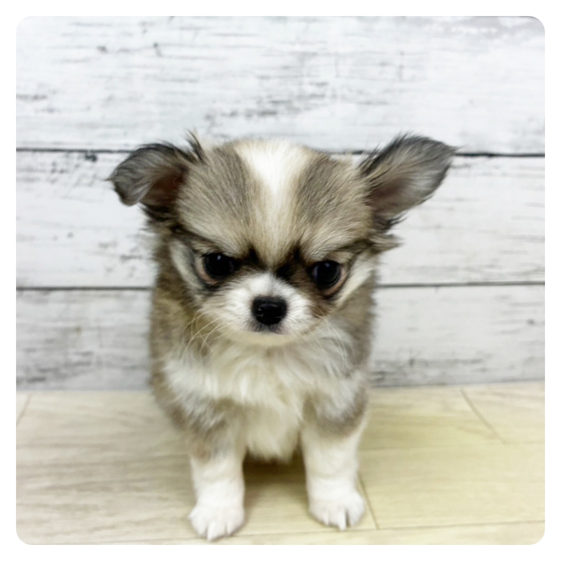 福井県のチワワ(ロング) (犬の家＆猫の里福井店/2025年10月16日生まれ/女の子/フォーンホワイト)の子犬