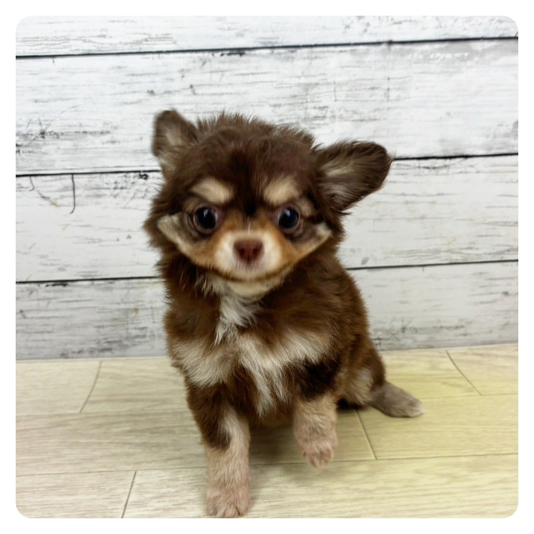 福井県のチワワ(ロング) (犬の家＆猫の里アミーゴ福井店/2025年10月22日生まれ/女の子/チョコレートクリーム)の子犬