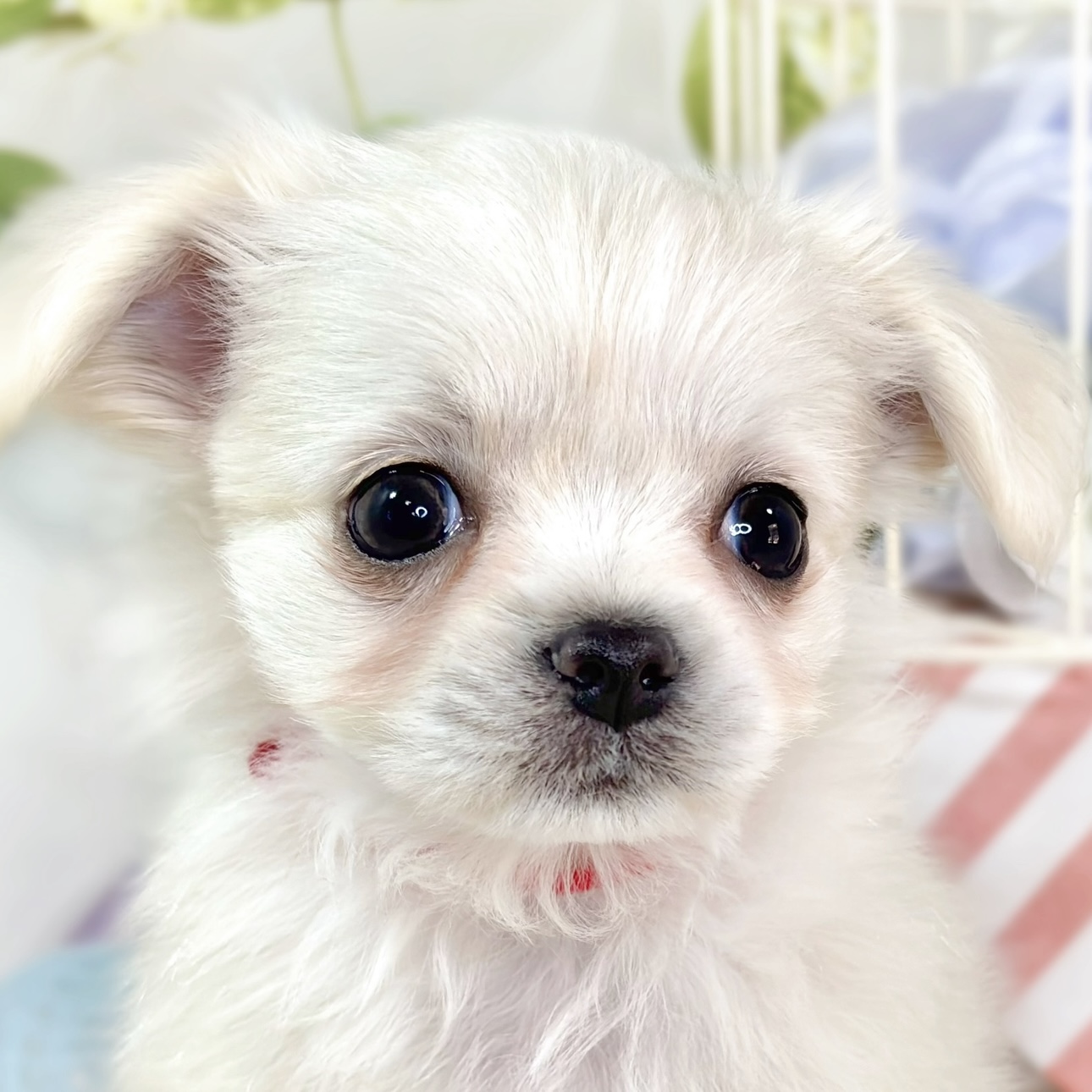 愛知県のチワマル/マルチワ(チワワ×マルチーズ) (犬の家＆猫の里春日井本店/2025年10月20日生まれ/男の子/クリームホワイト)の子犬