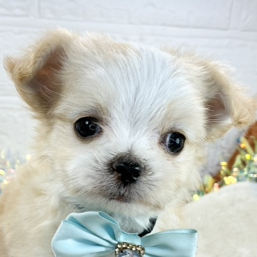 愛知県のチワマル/マルチワ(チワワ×マルチーズ) (犬の家＆猫の里春日井本店/2025年10月24日生まれ/女の子/クリームホワイト)の子犬