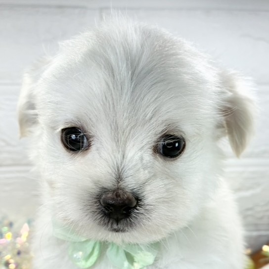 愛知県のチワマル/マルチワ(チワワ×マルチーズ) (犬の家＆猫の里春日井本店/2025年10月24日生まれ/男の子/クリームホワイト)の子犬