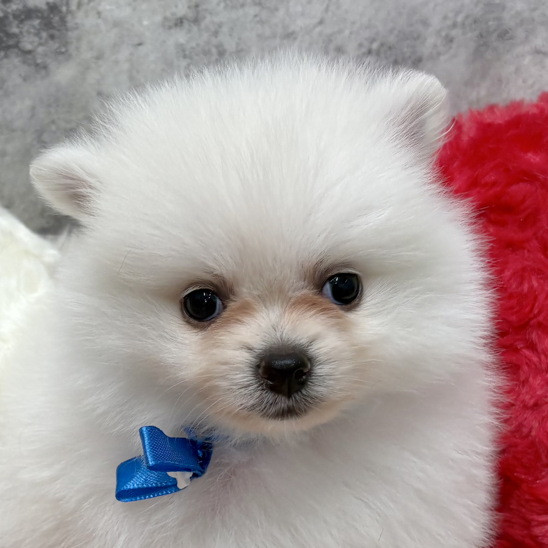 愛知県のポメラニアン (犬の家＆猫の里アミーゴ神の倉店/2025年10月23日生まれ/女の子/クリーム)の子犬の2枚目の画像