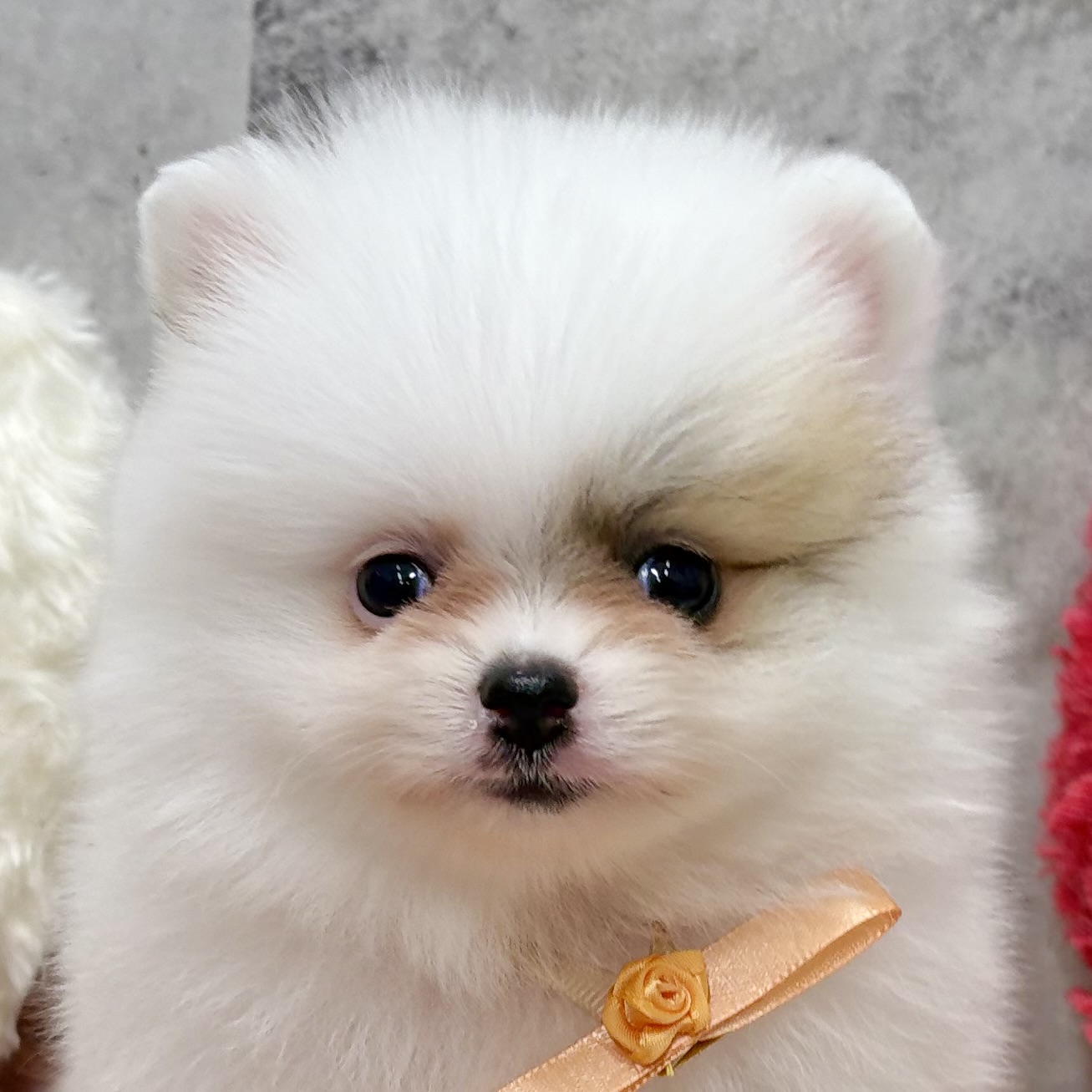 愛知県のポメラニアン (犬の家＆猫の里豊川インター店/2025年10月23日生まれ/男の子/パーティーカラー)の子犬の2枚目の画像