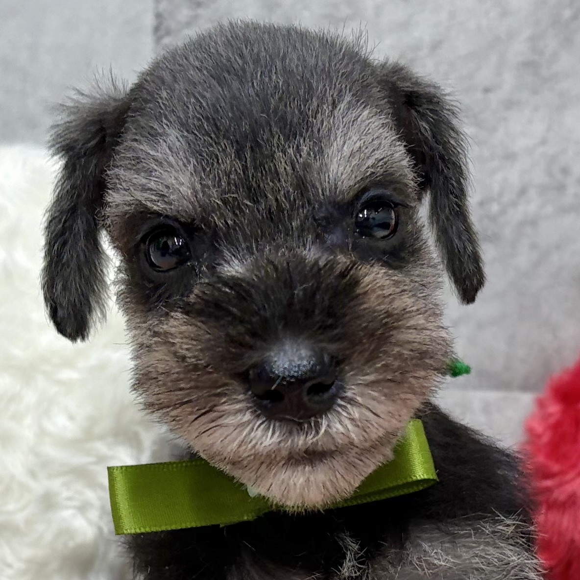 愛知県のミニチュアシュナウザー (犬の家＆猫の里アミーゴ神の倉店/2025年10月23日生まれ/男の子/ソルトペッパー)の子犬の2枚目の画像