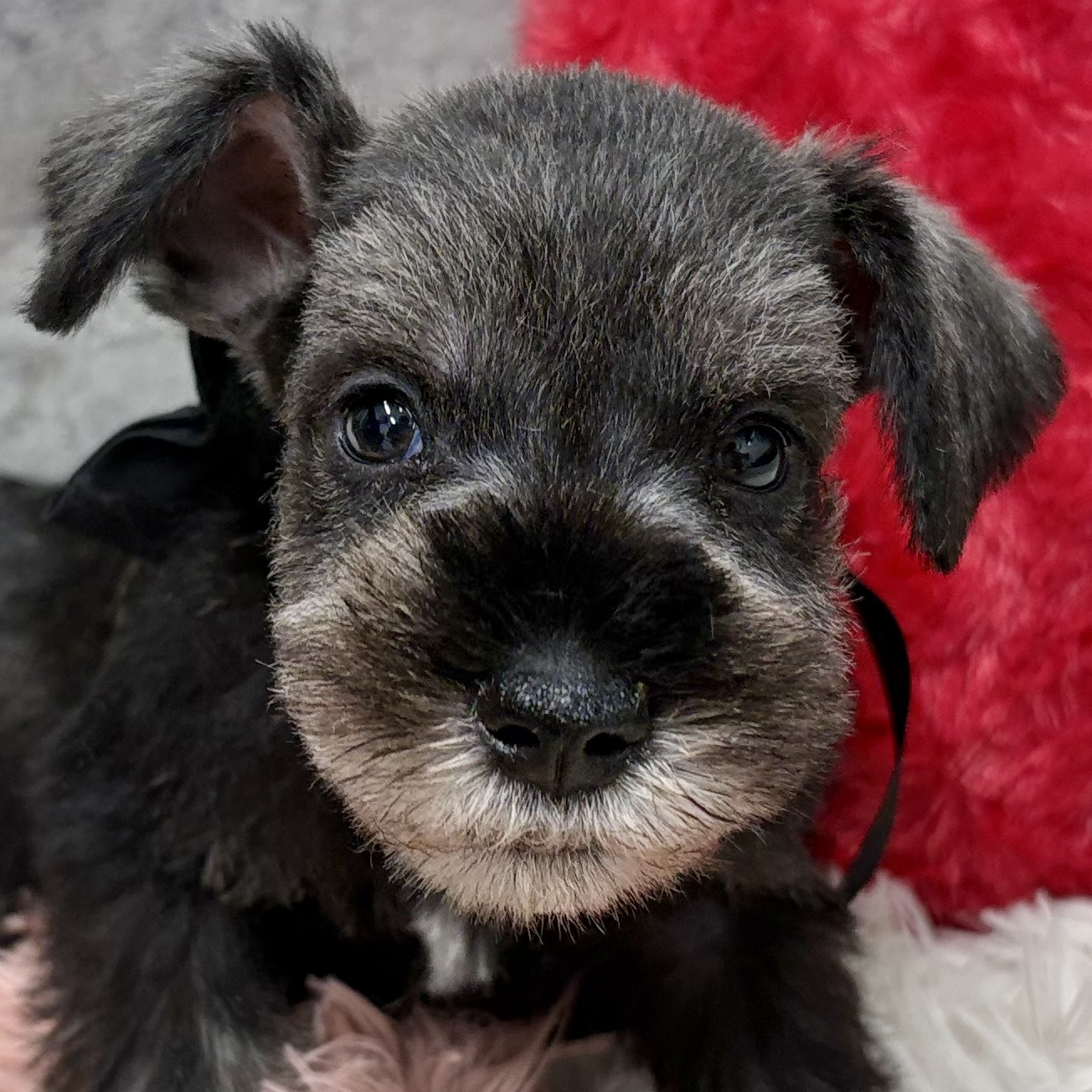 愛知県のミニチュアシュナウザー (犬の家＆猫の里春日井本店/2025年10月23日生まれ/男の子/ソルトペッパー)の子犬