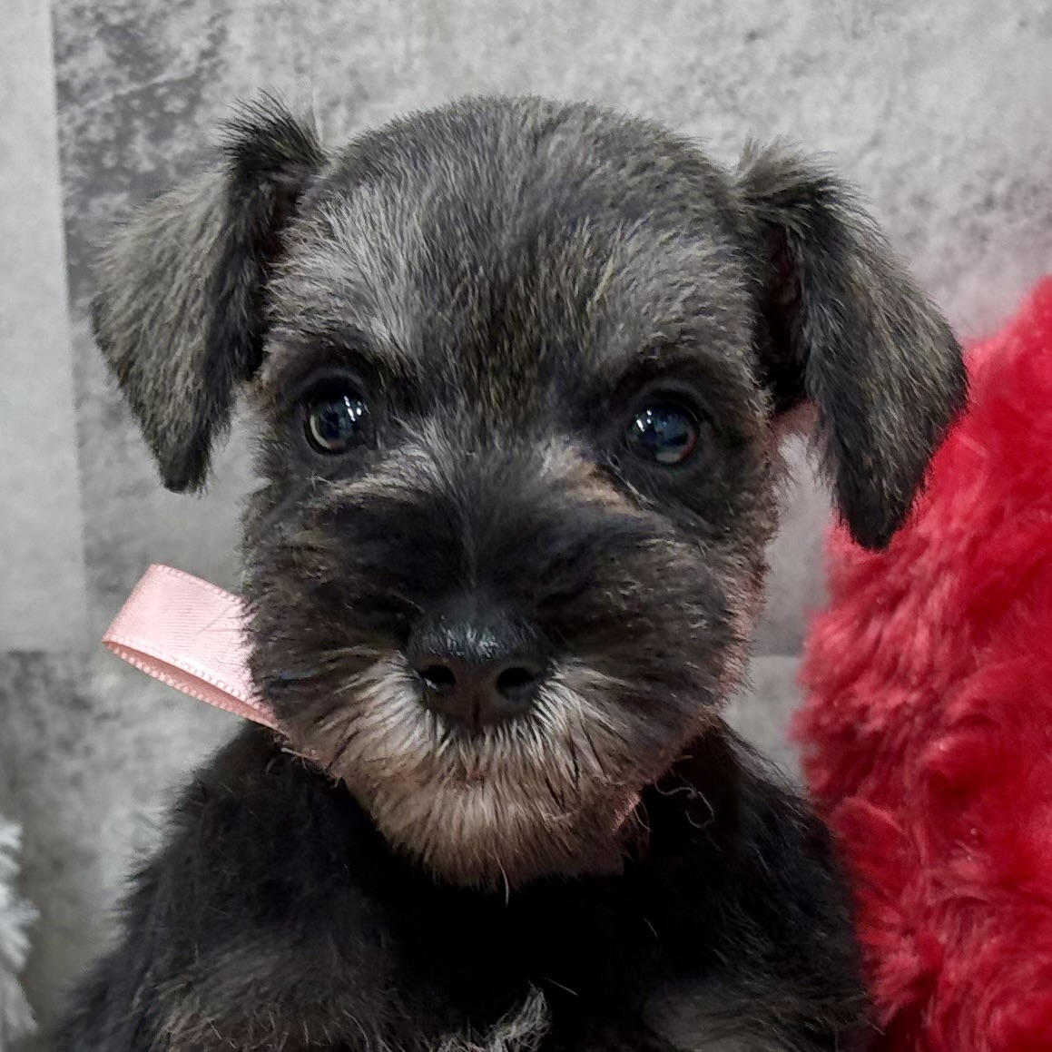 岐阜県のミニチュアシュナウザー (犬の家＆猫の里中津川店/2025年10月23日生まれ/女の子/ソルトペッパー)の子犬