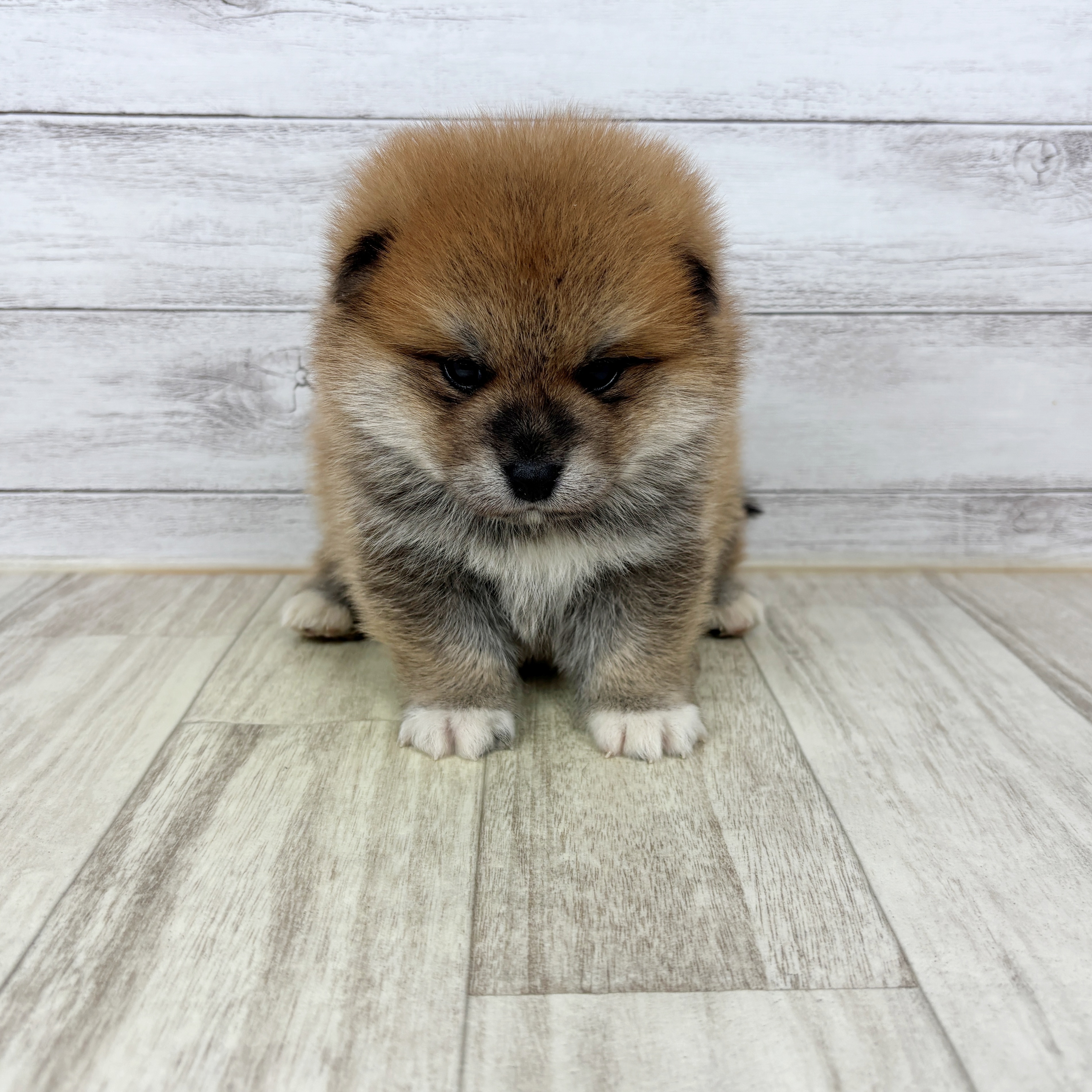 愛知県のポメ柴/豆ポメ/ポメ豆柴(ポメラニアン×柴犬) (犬の家＆猫の里春日井本店/2025年10月25日生まれ/男の子/赤)の子犬