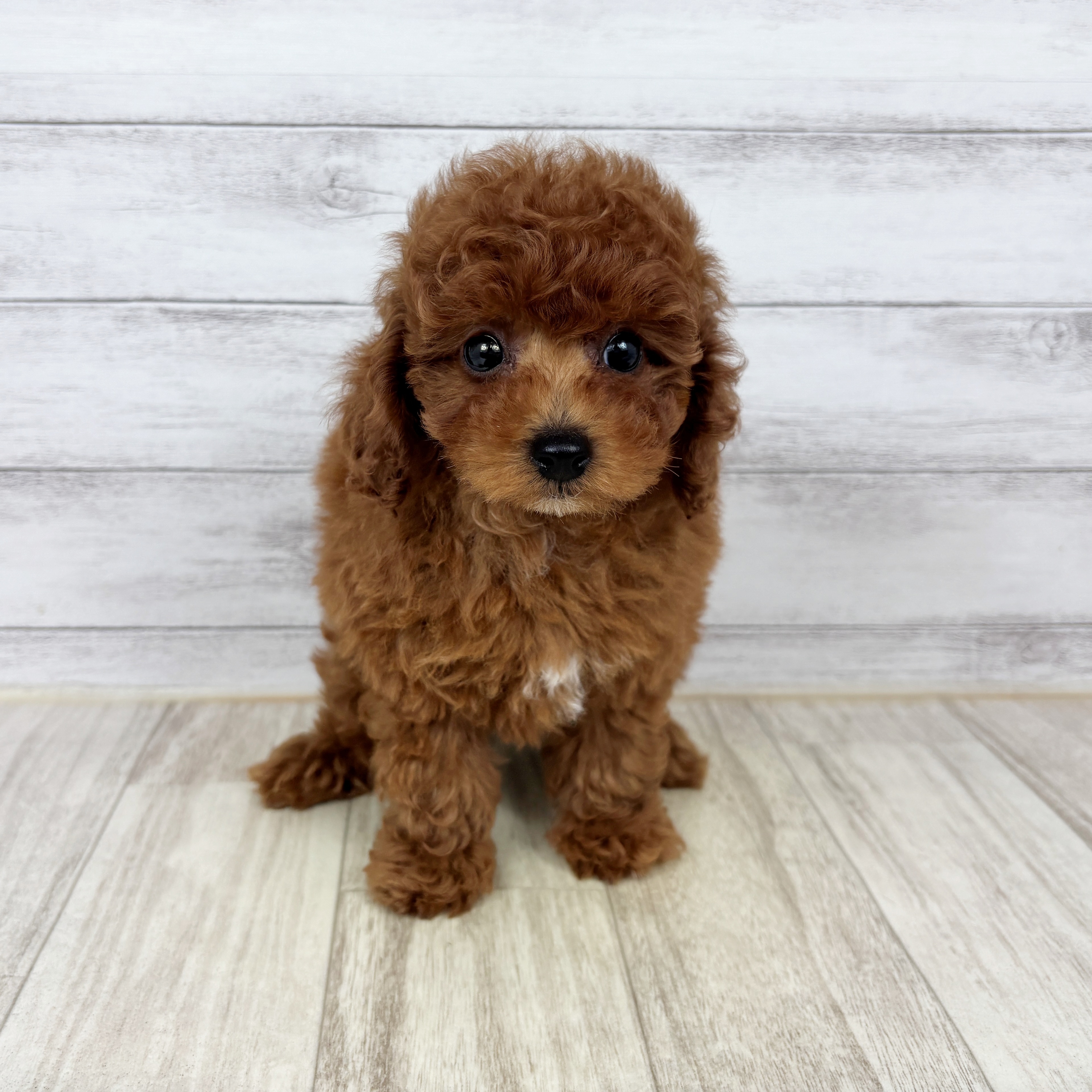 兵庫県のトイプードル(トイ) (犬の家＆猫の里川西店/2025年10月25日生まれ/女の子/レッドフォーン)の子犬