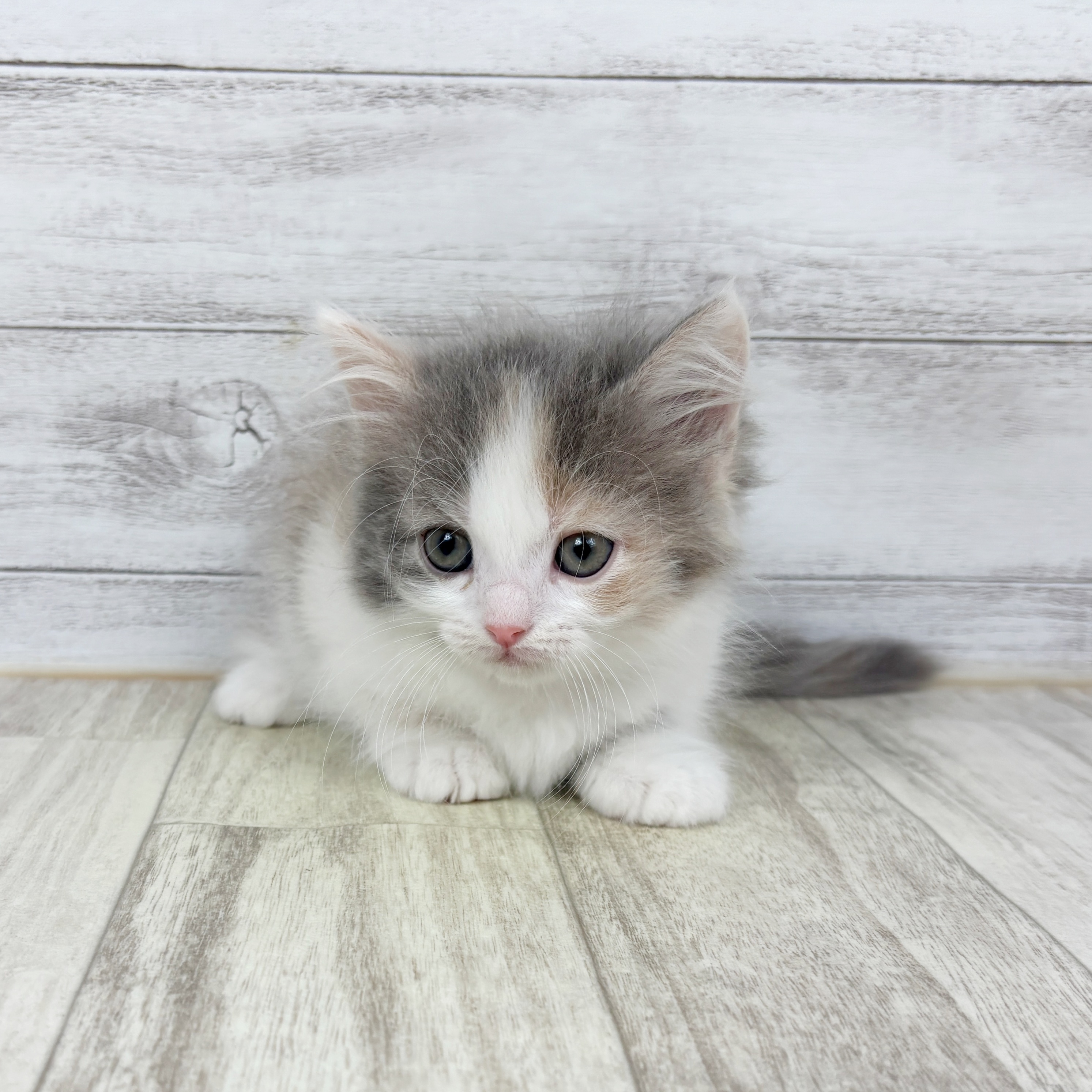 兵庫県のミヌエット (犬の家＆猫の里川西店/2025年10月24日生まれ/女の子/ダイリュートキャリコ)の子猫の2枚目の画像