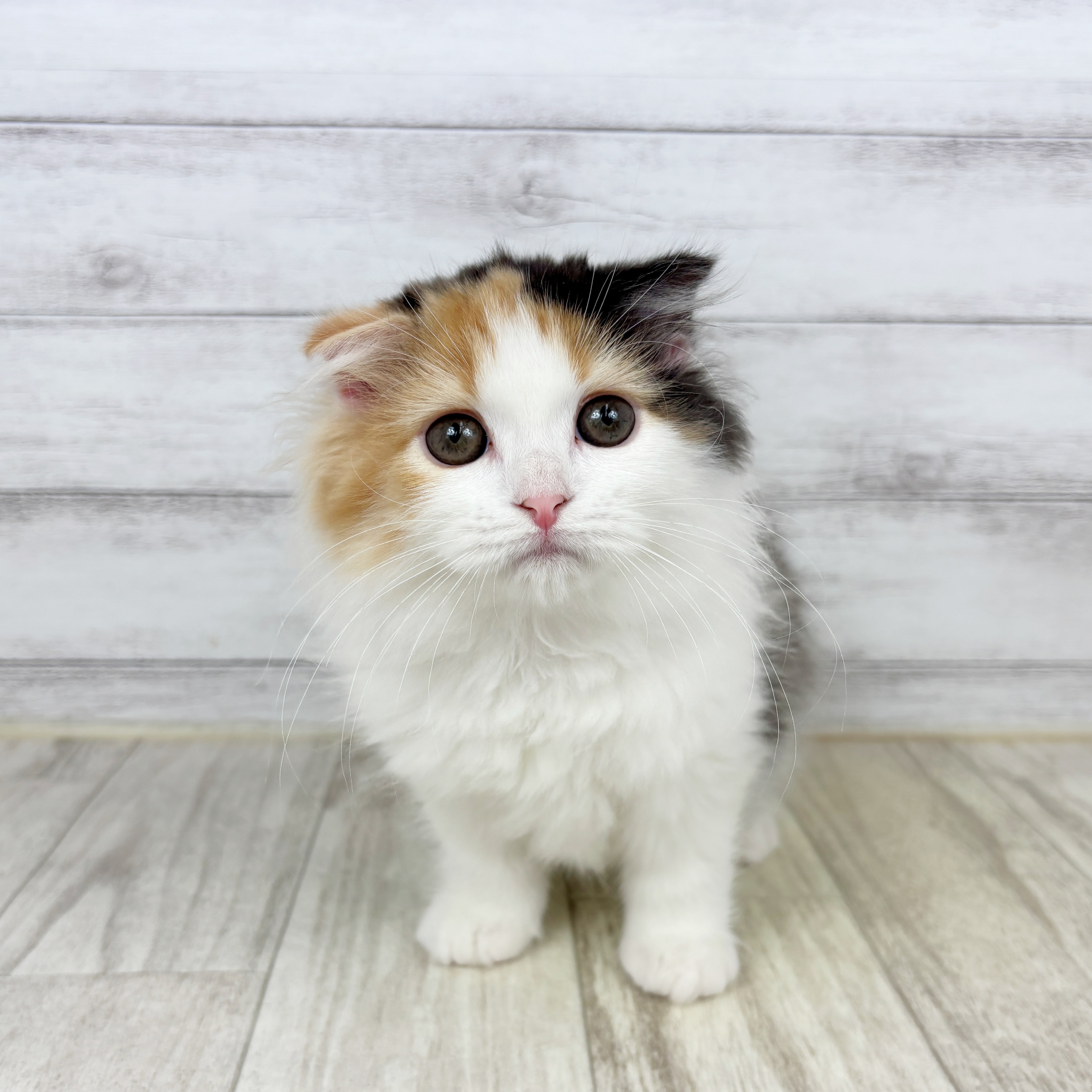 富山県のスコティッシュフォールド (犬の家＆猫の里アミーゴ高岡蓮花寺店/2025年10月26日生まれ/女の子/ブラウンパッチドタビーホワイト)の子猫