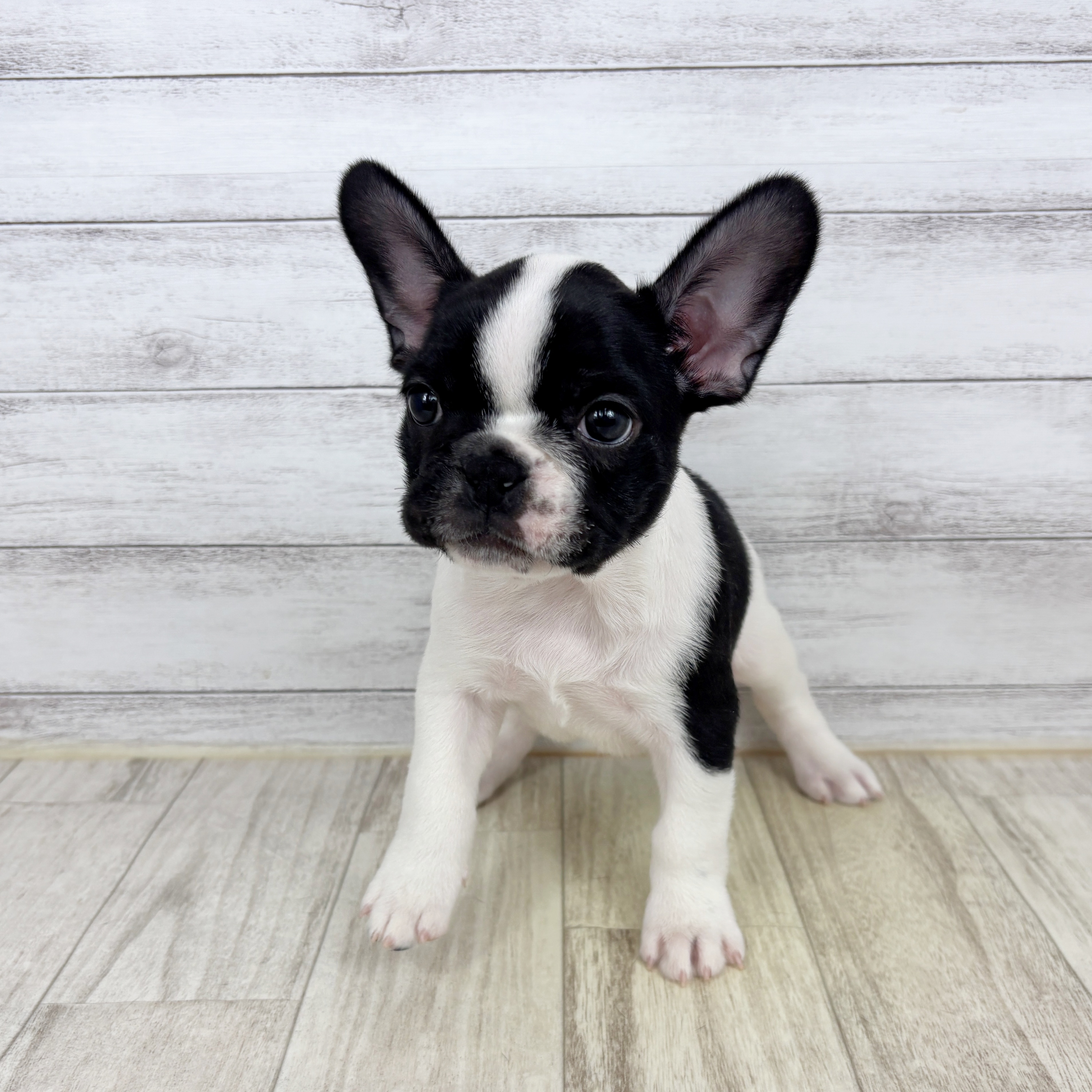 愛知県のフレンチブルドッグ (犬の家＆猫の里春日井本店/2025年10月25日生まれ/女の子/パイド)の子犬