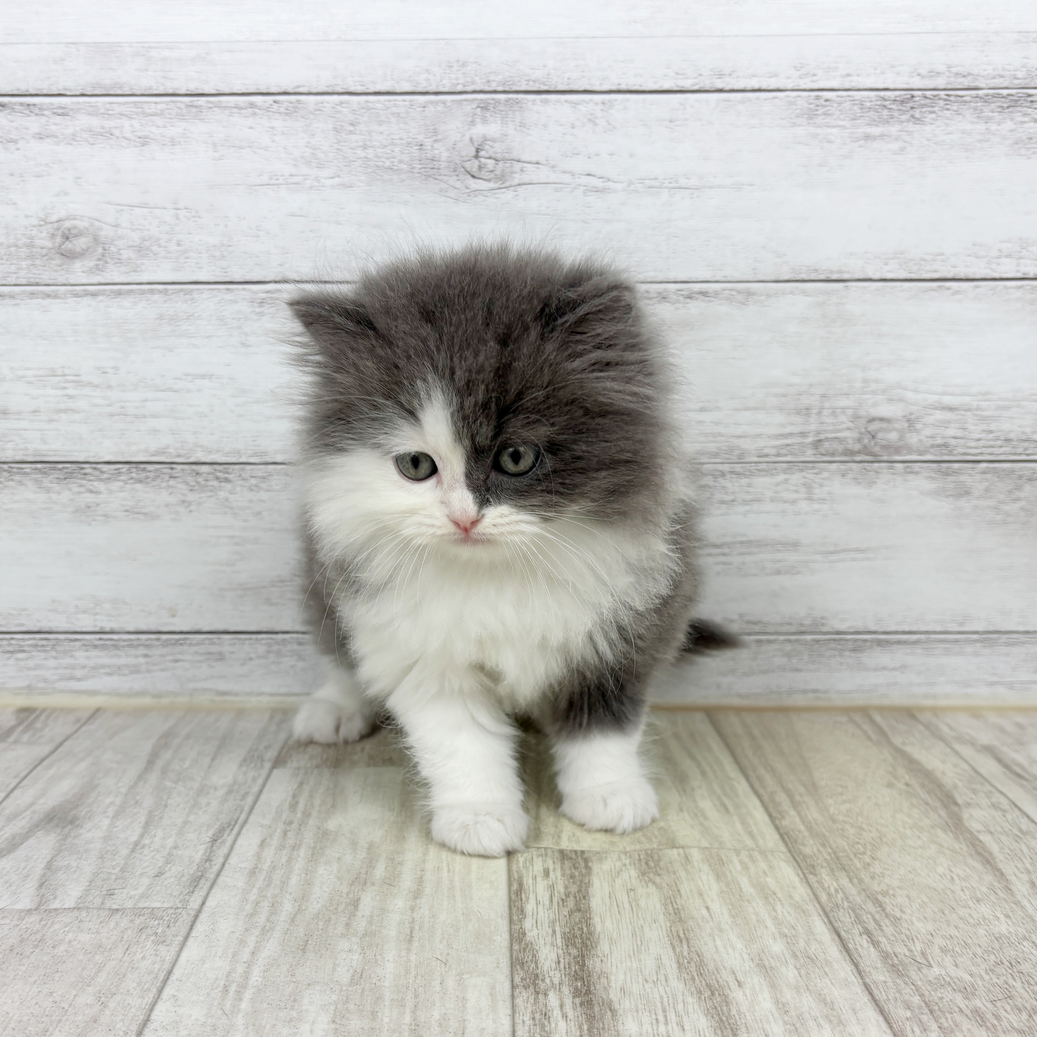 兵庫県のサイベリアン (犬の家＆猫の里川西店/2025年10月20日生まれ/男の子/ブルータビーホワイト)の子猫の2枚目の画像