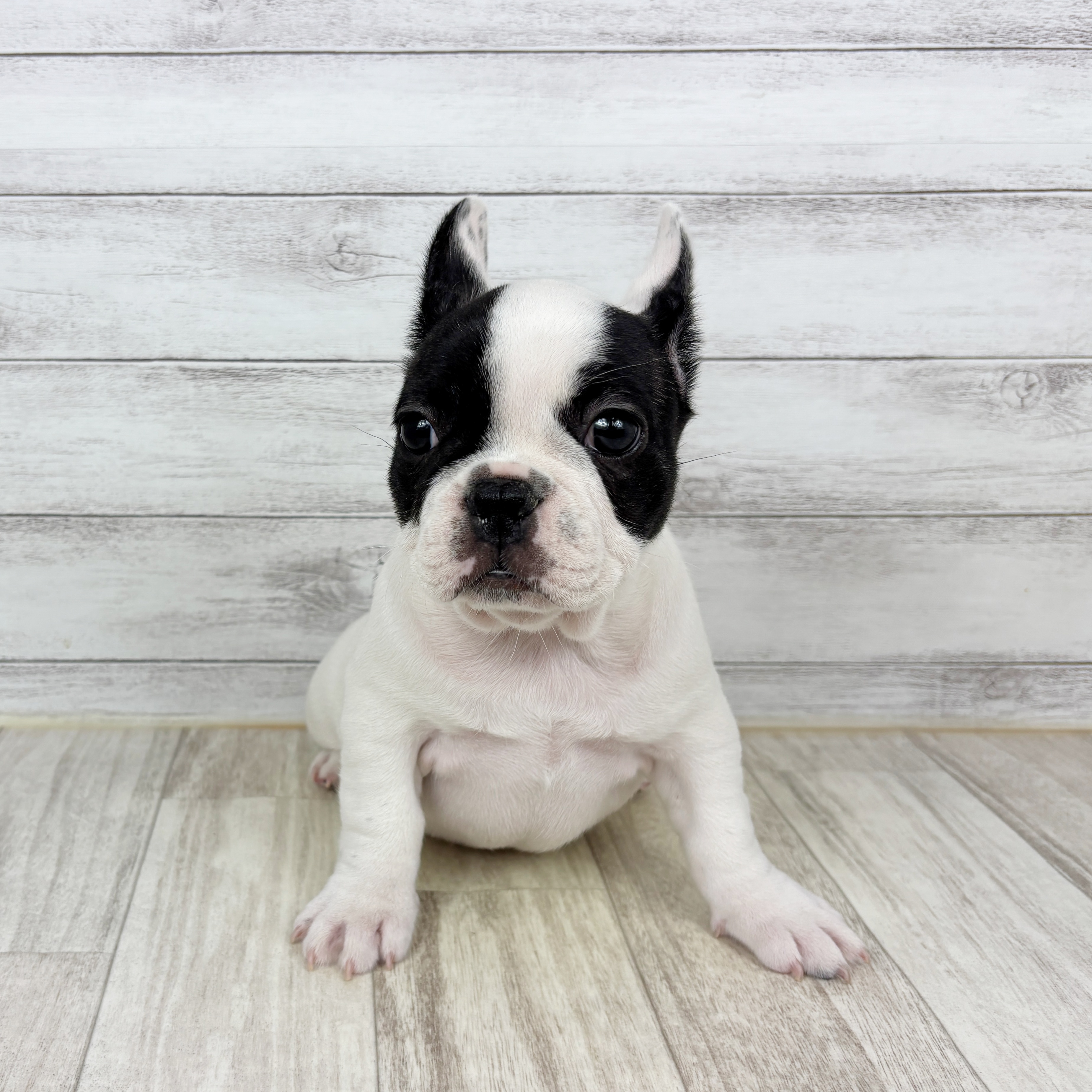 京都府のフレンチブルドッグ (犬の家＆猫の里京都精華店/2025年10月21日生まれ/女の子/パイド)の子犬