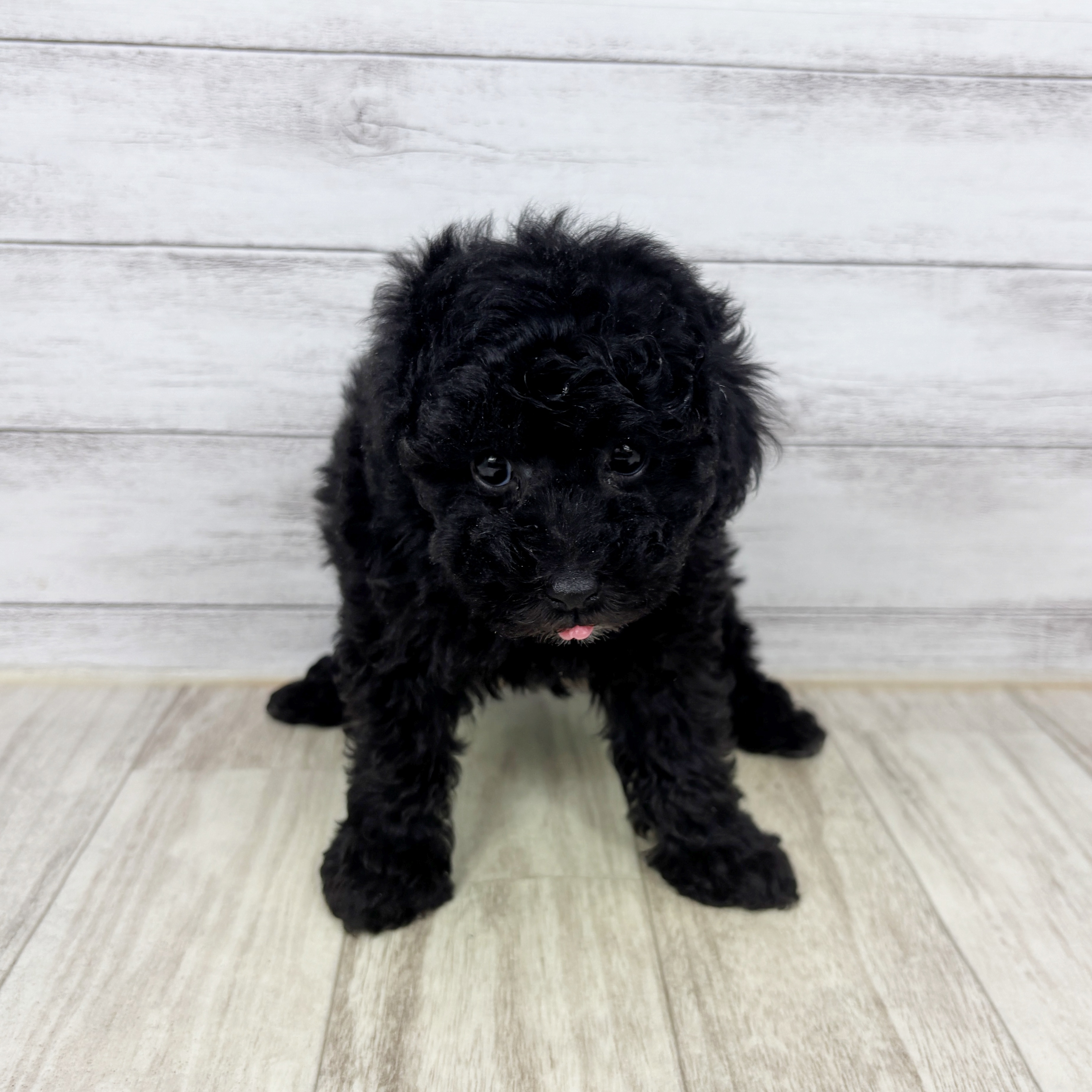 兵庫県のトイプードル(トイ) (犬の家＆猫の里川西店/2025年10月25日生まれ/女の子/ブラック)の子犬