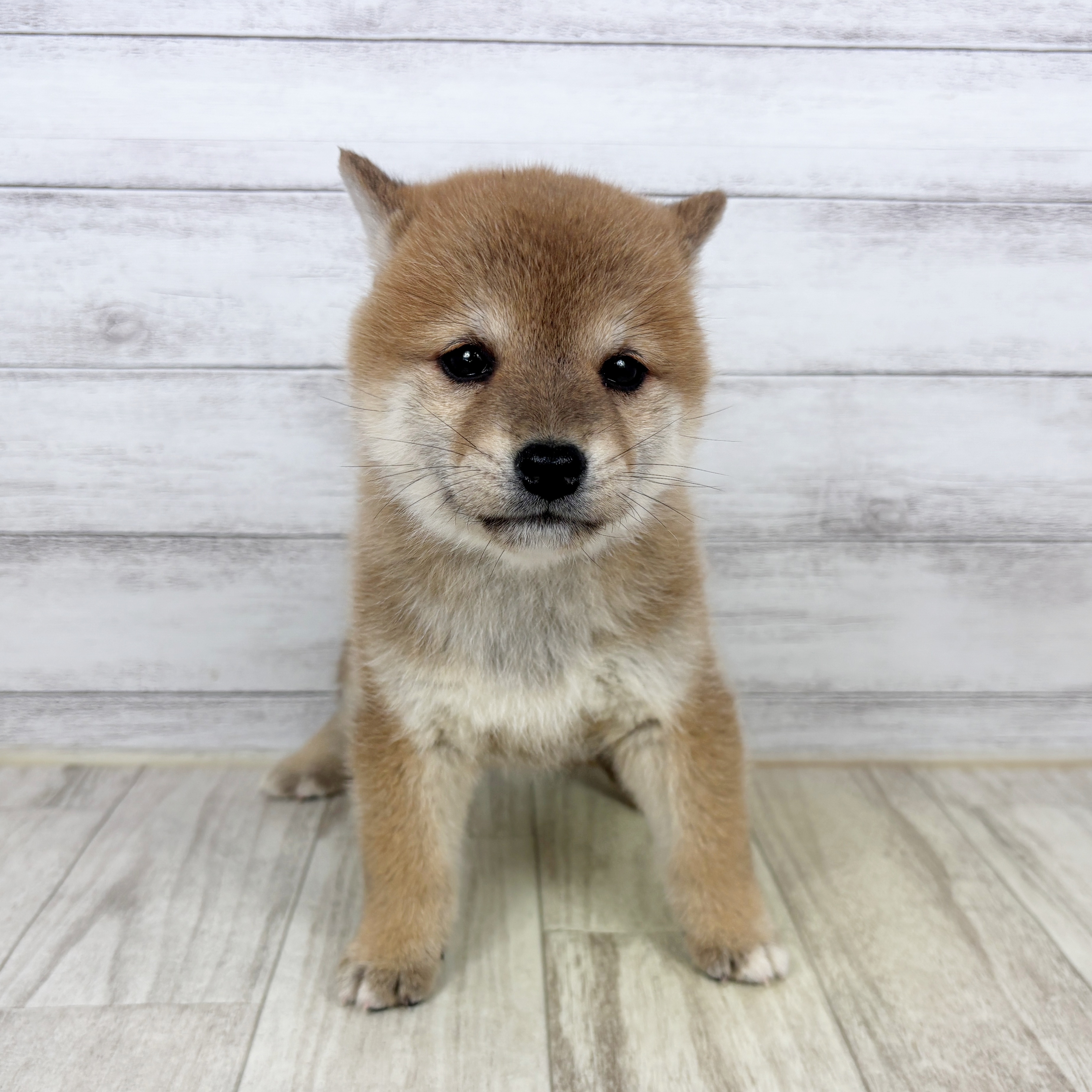 富山県の柴犬(標準サイズ) (犬の家＆猫の里アミーゴ山室店/2025年10月26日生まれ/女の子/赤)の子犬の2枚目の画像