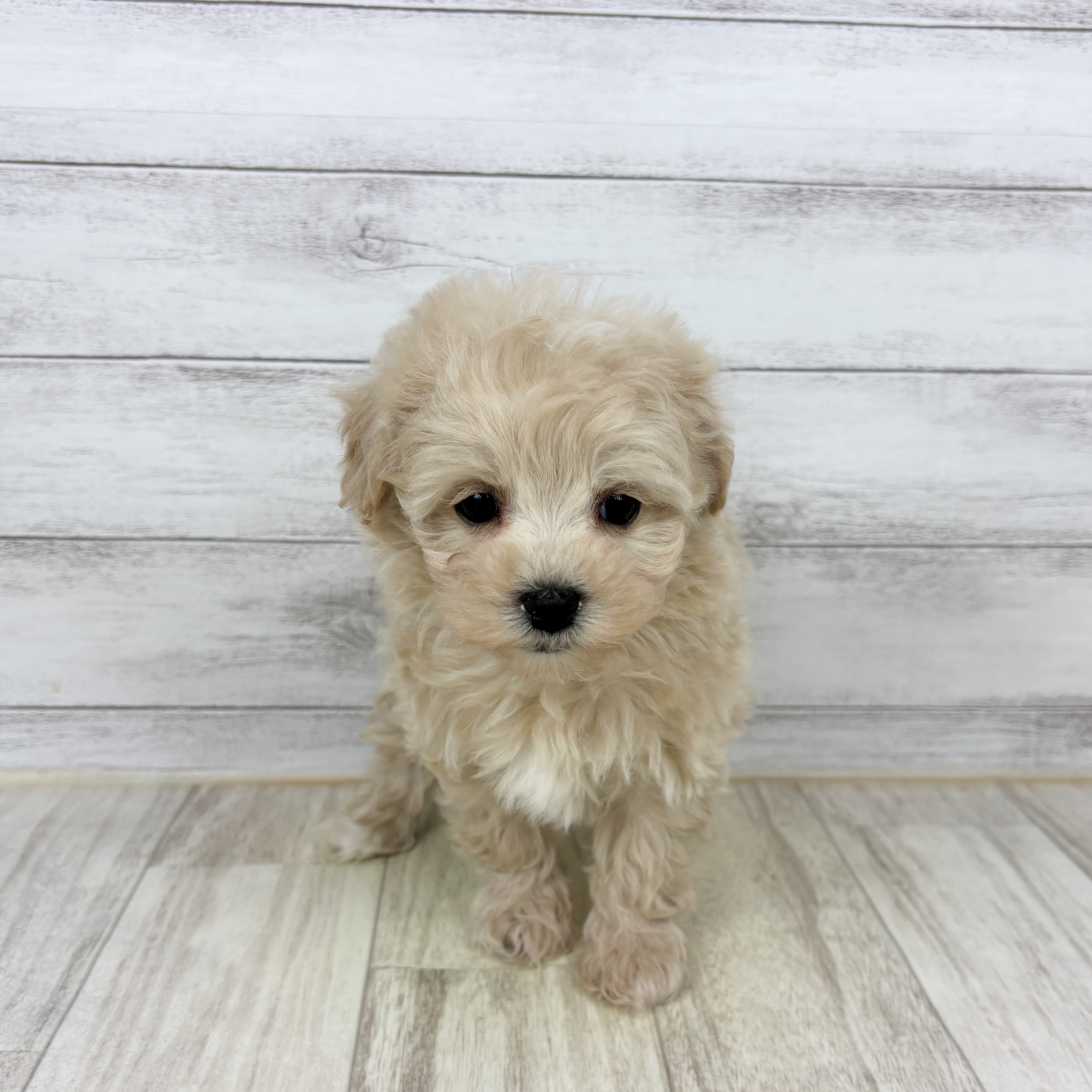 兵庫県のマルプー(マルチーズ×プードル) (犬の家＆猫の里ニッケパークタウン加古川店/2025年10月24日生まれ/男の子/クリーム)の子犬の2枚目の画像