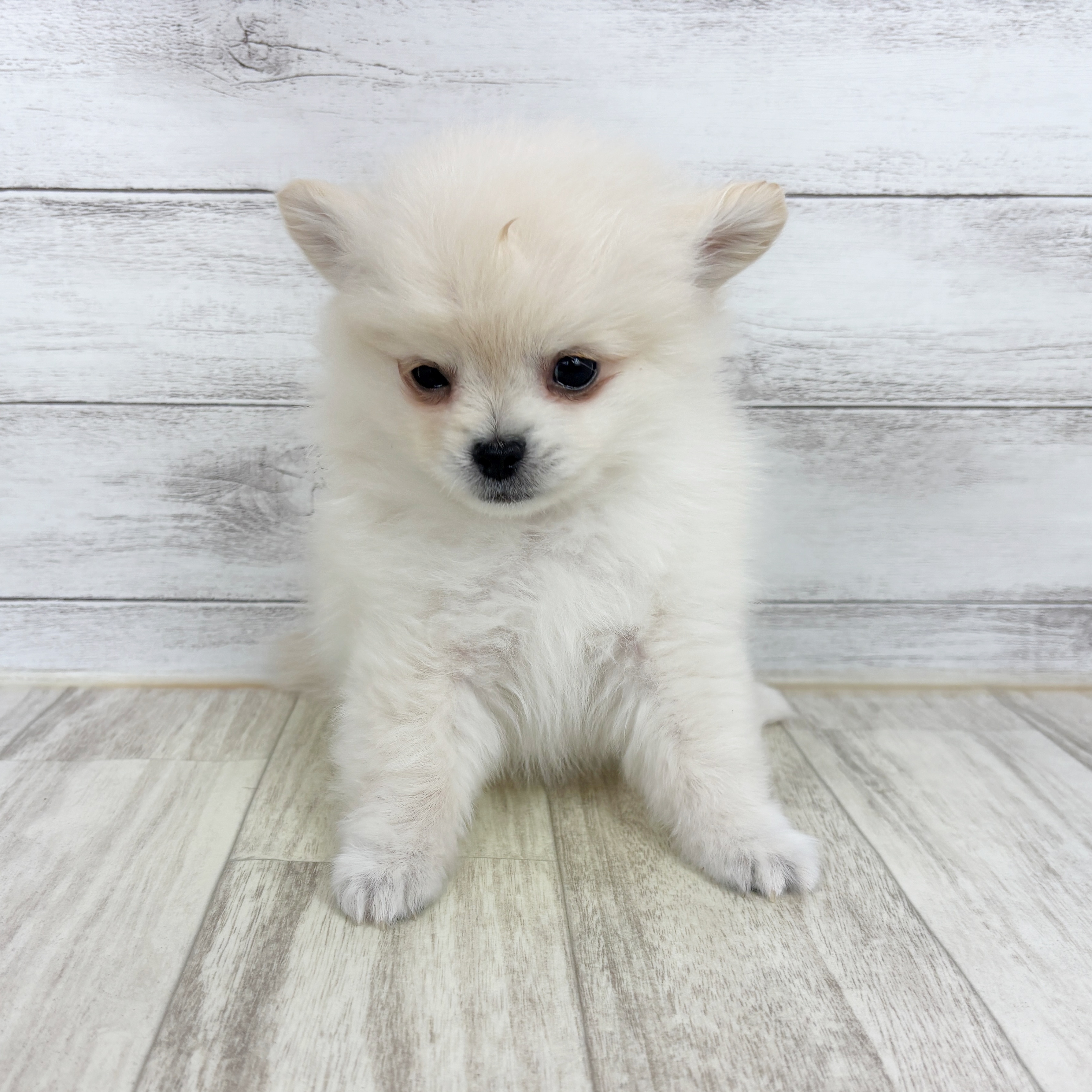 兵庫県のポメチワ/チワポメ/ポメチー(ポメラニアン×チワワ) (犬の家＆猫の里川西店/2025年10月24日生まれ/男の子/クリーム)の子犬