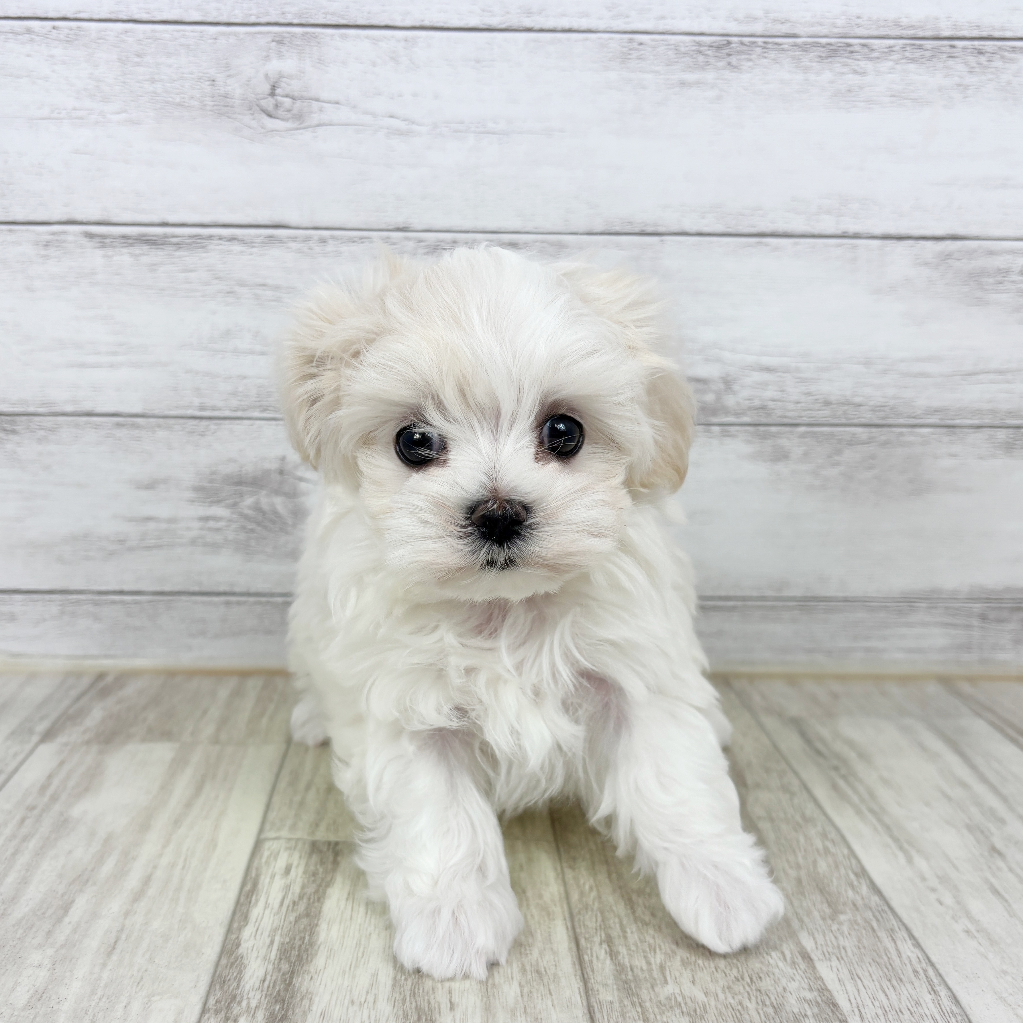 兵庫県のマルチーズ (犬の家＆猫の里ニッケパークタウン加古川店/2025年10月26日生まれ/女の子/ホワイト)の子犬の2枚目の画像