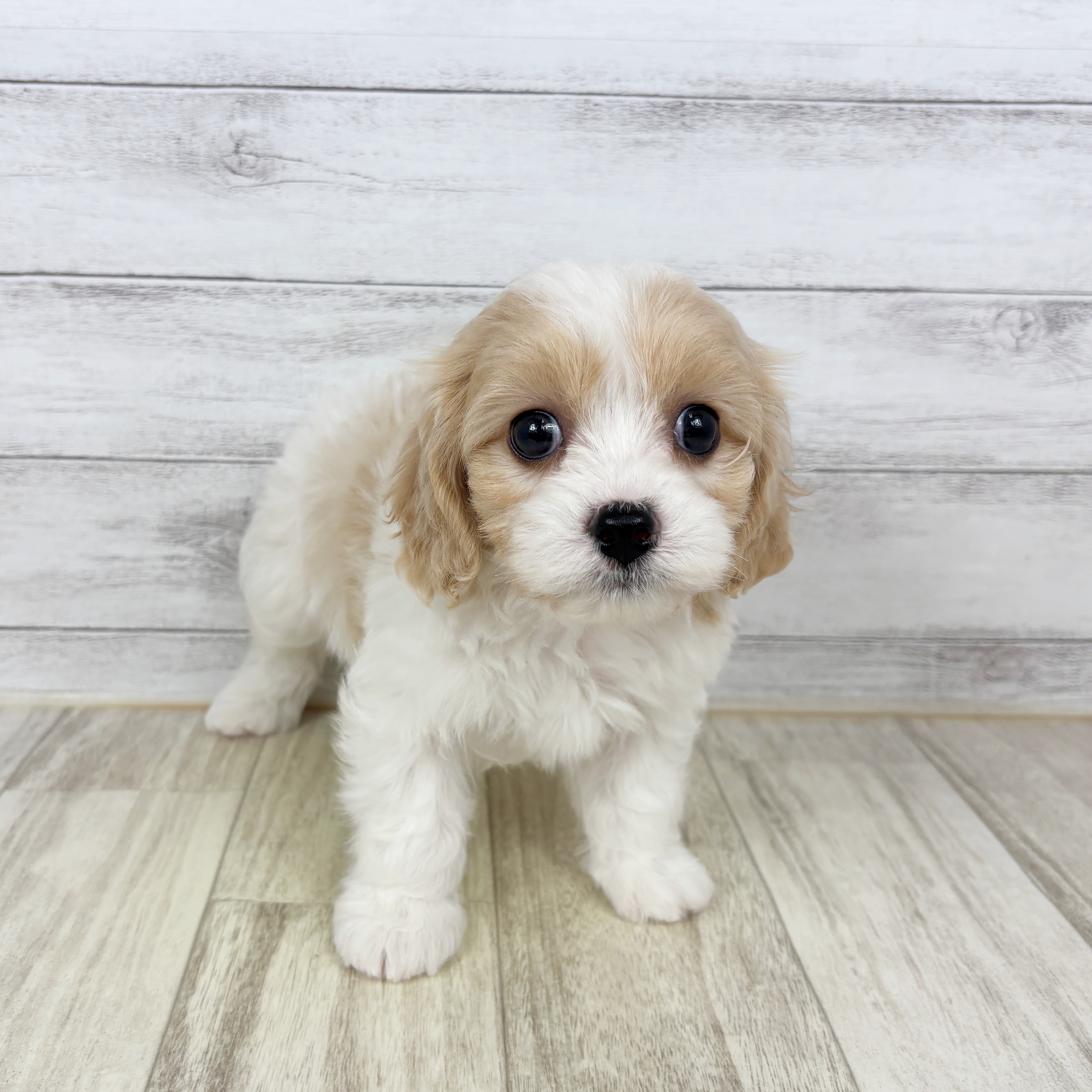 兵庫県のハーフ犬・ミックス犬 (犬の家＆猫の里川西店/2025年10月24日生まれ/男の子/パーティーカラー)の子犬