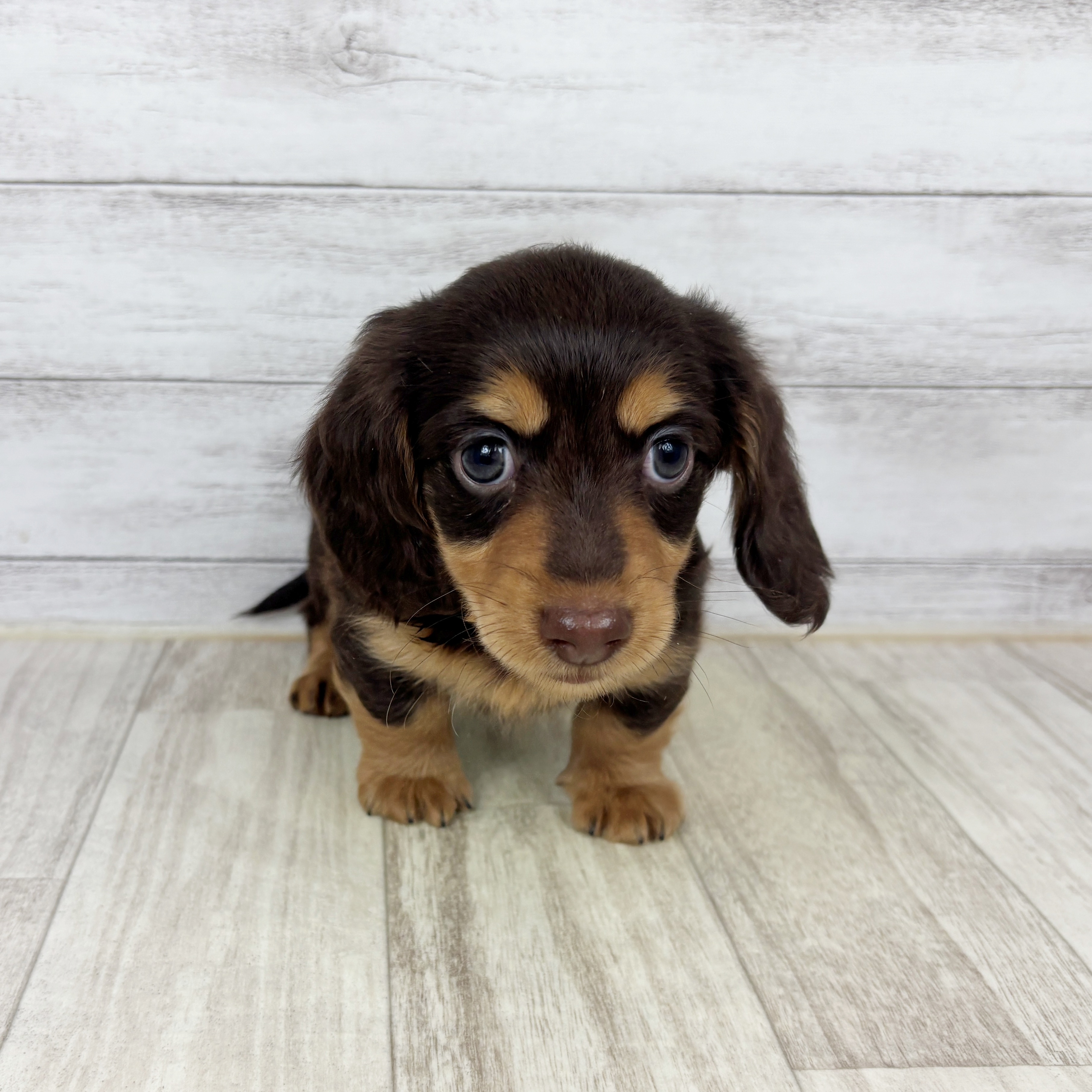 兵庫県のミニチュアダックスフンド(ロング) (犬の家＆猫の里ゆめタウン姫路店/2025年10月25日生まれ/男の子/チョコレートタン)の子犬