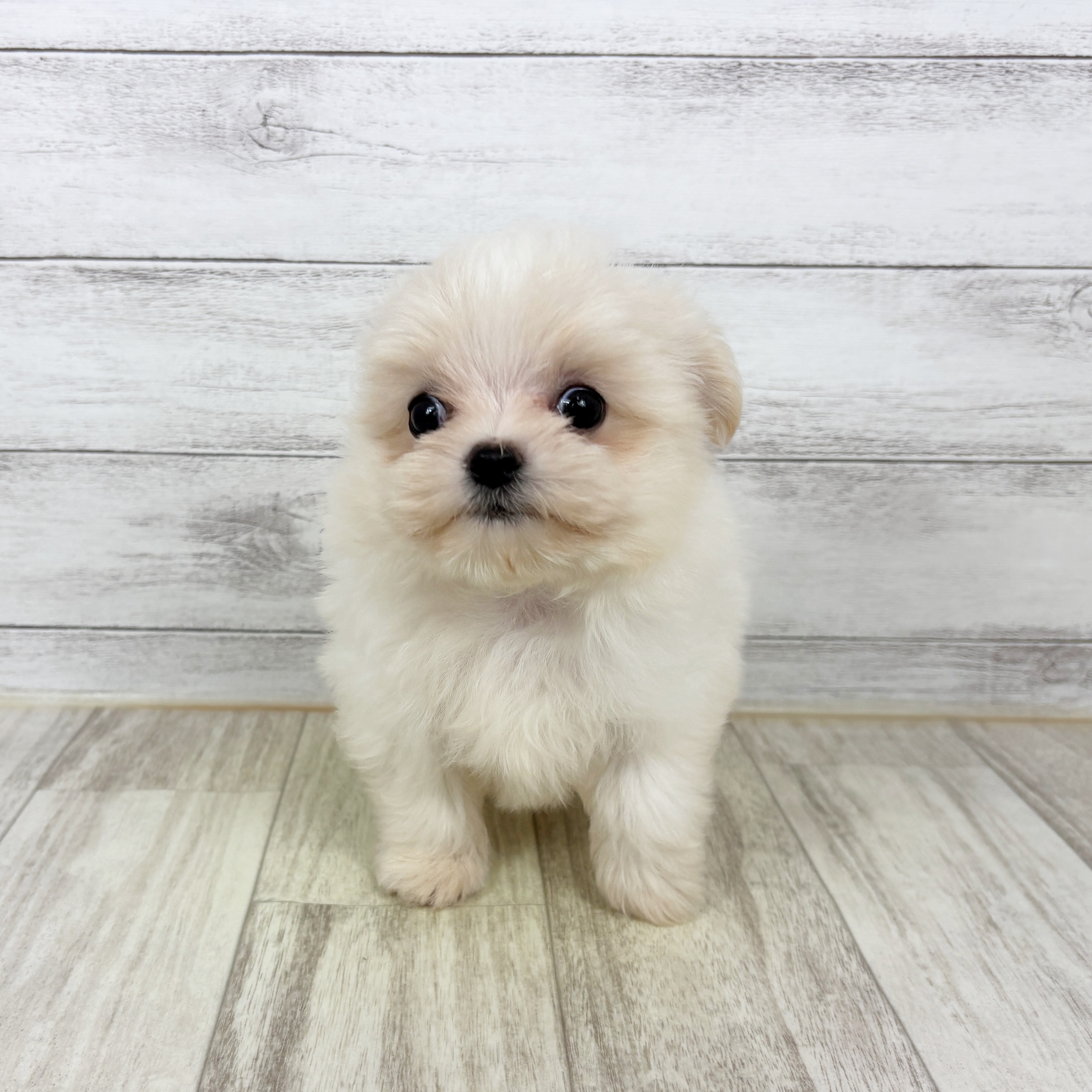 兵庫県のチワマル/マルチワ(チワワ×マルチーズ) (犬の家＆猫の里川西店/2025年10月25日生まれ/女の子/ホワイトクリーム)の子犬