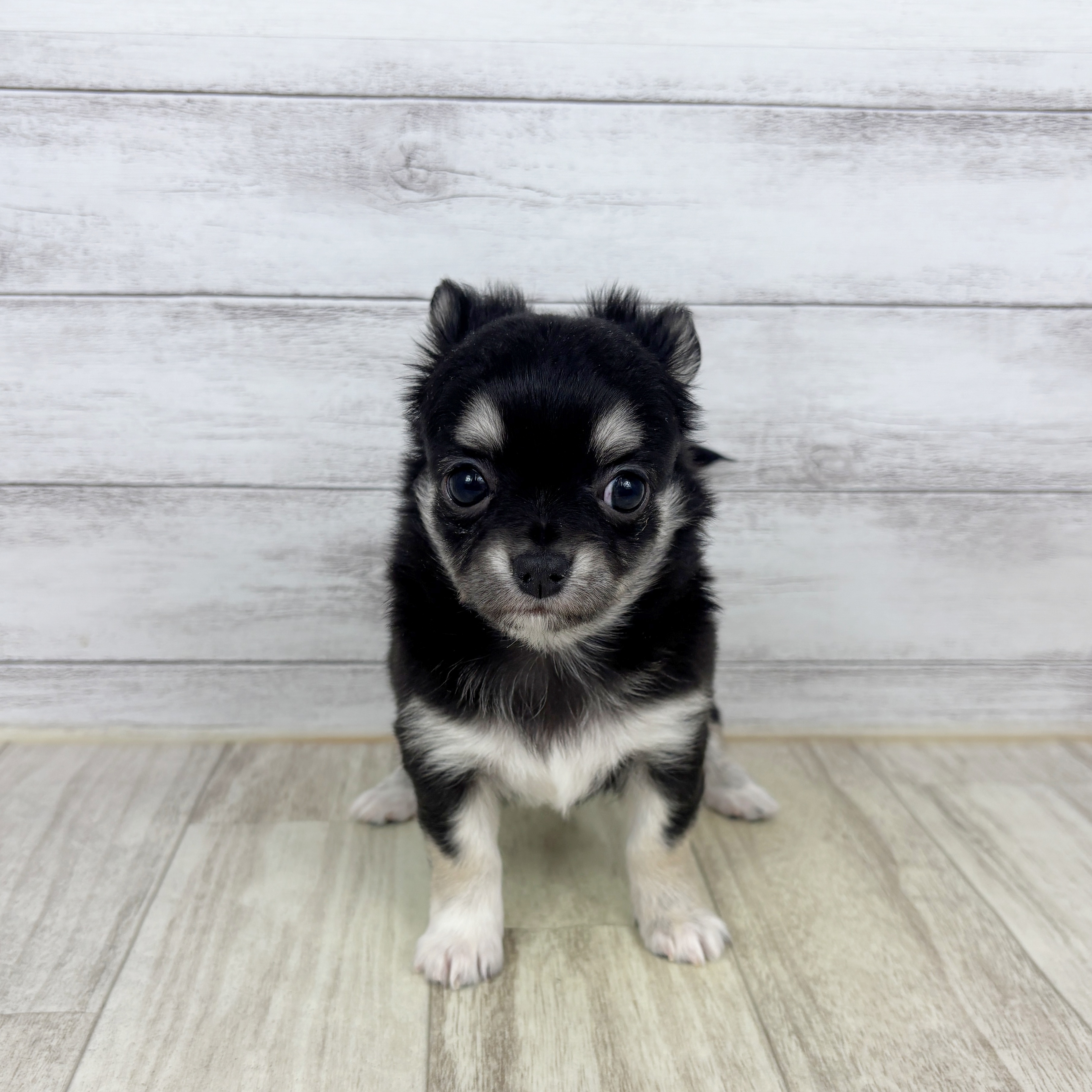 兵庫県のチワワ(ロング) (犬の家＆猫の里川西店/2025年10月25日生まれ/女の子/ブラックタンホワイト)の子犬