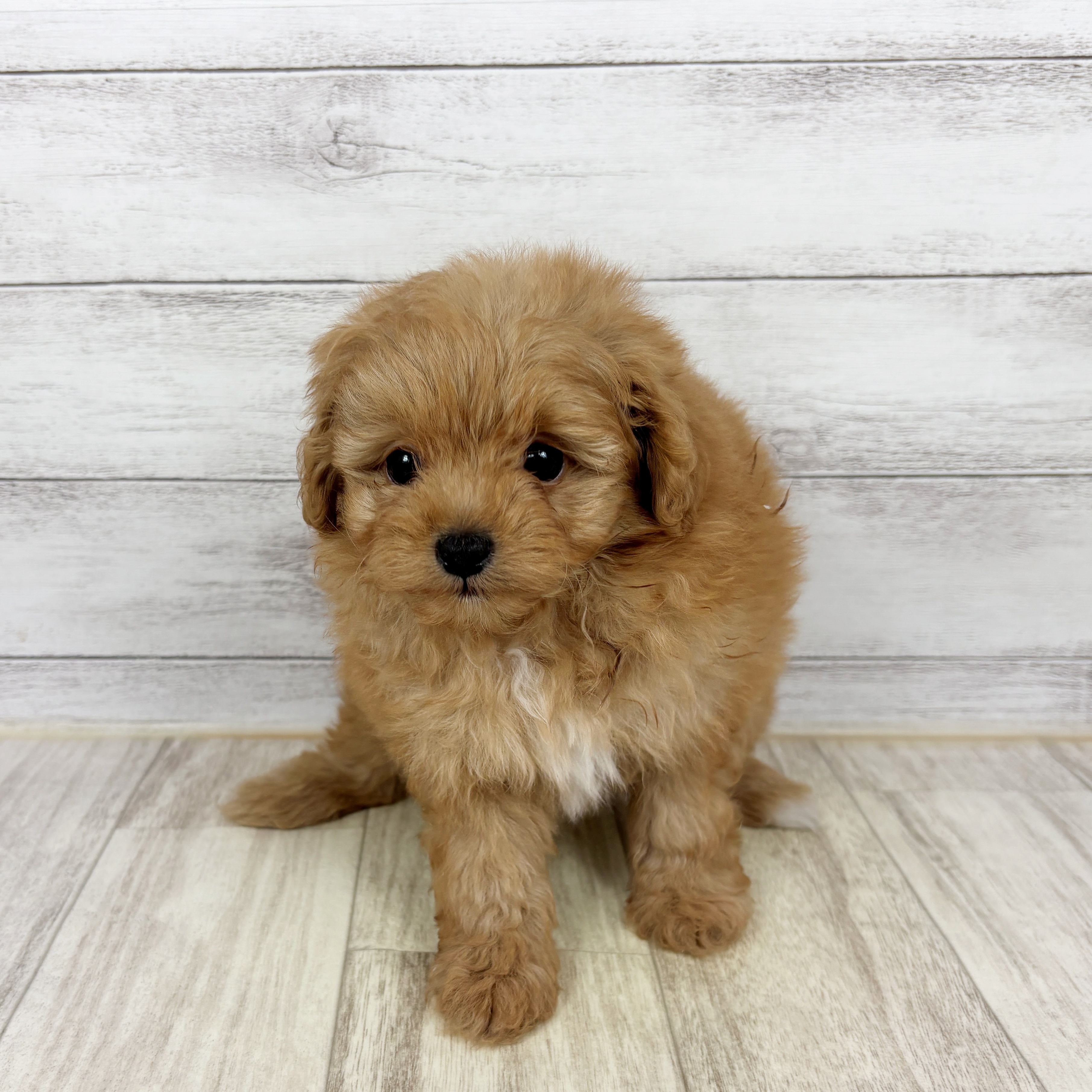 兵庫県のポメプー(ポメラニアン×プードル) (犬の家＆猫の里川西店/2025年10月23日生まれ/女の子/アプリコット)の子犬