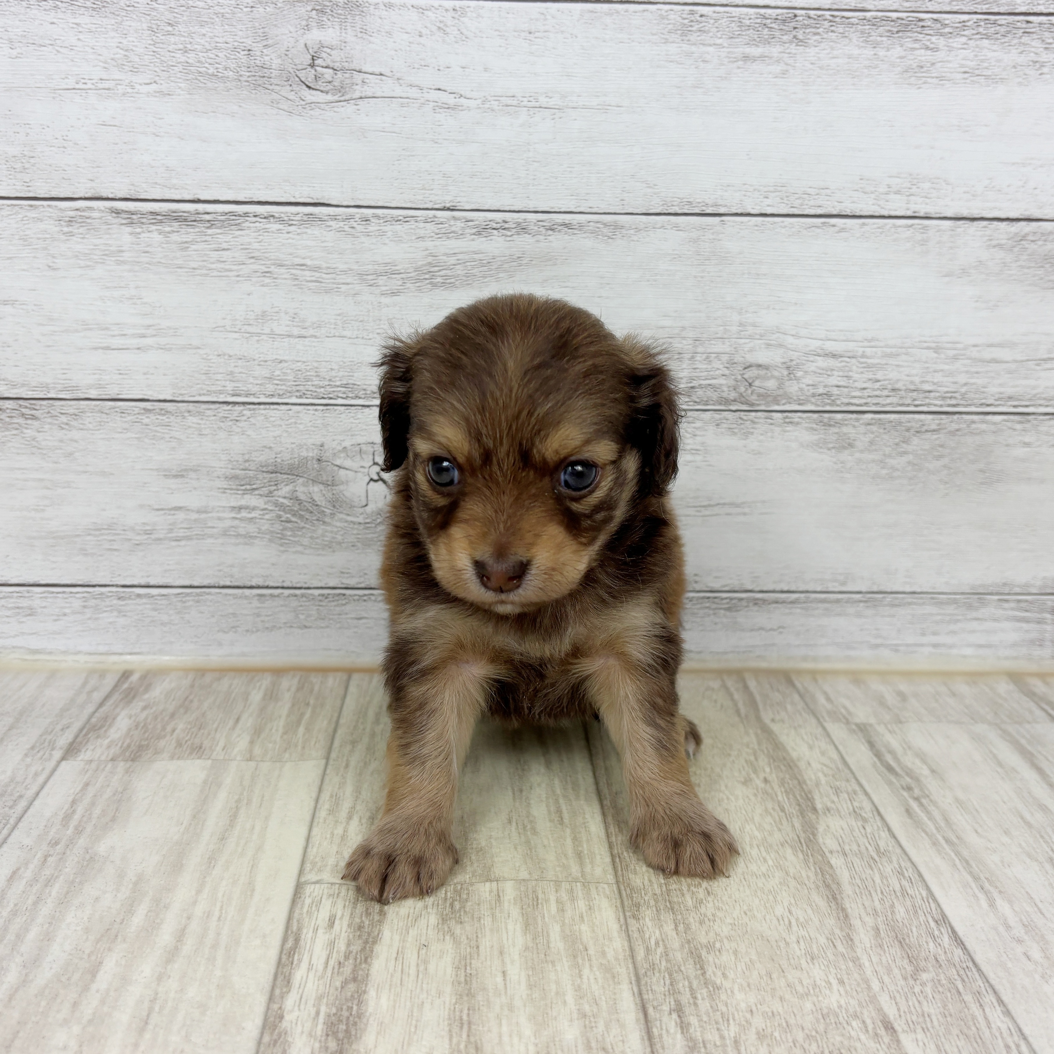 福岡県のチワックス(チワワ×ダックス) (犬の家＆猫の里シュロアモール筑紫野店/2025年10月26日生まれ/女の子/チョコレートフォーン)の子犬