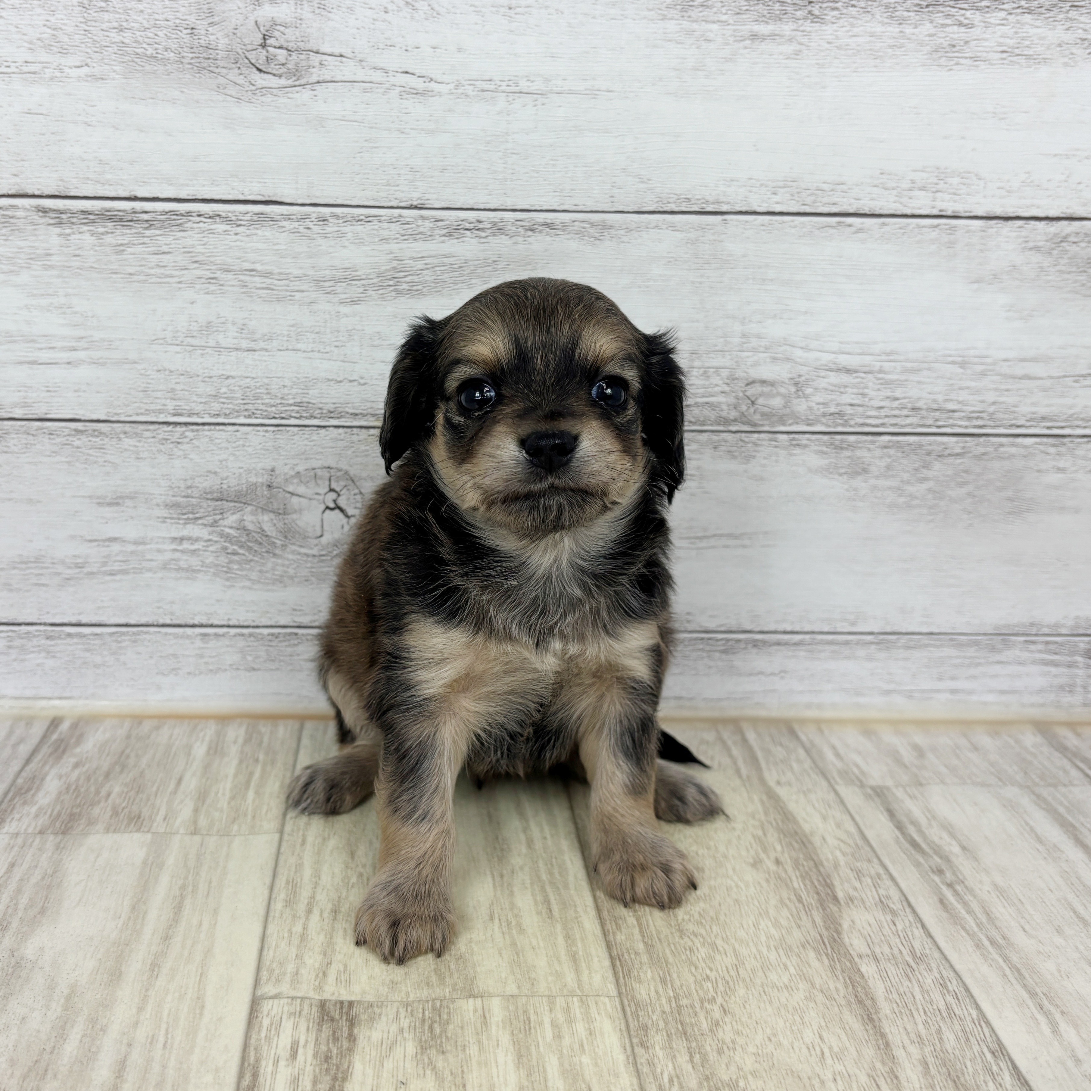 福井県のチワックス(チワワ×ダックス) (犬の家＆猫の里アミーゴ福井店/2025年10月26日生まれ/女の子/セーブルフォーン)の子犬