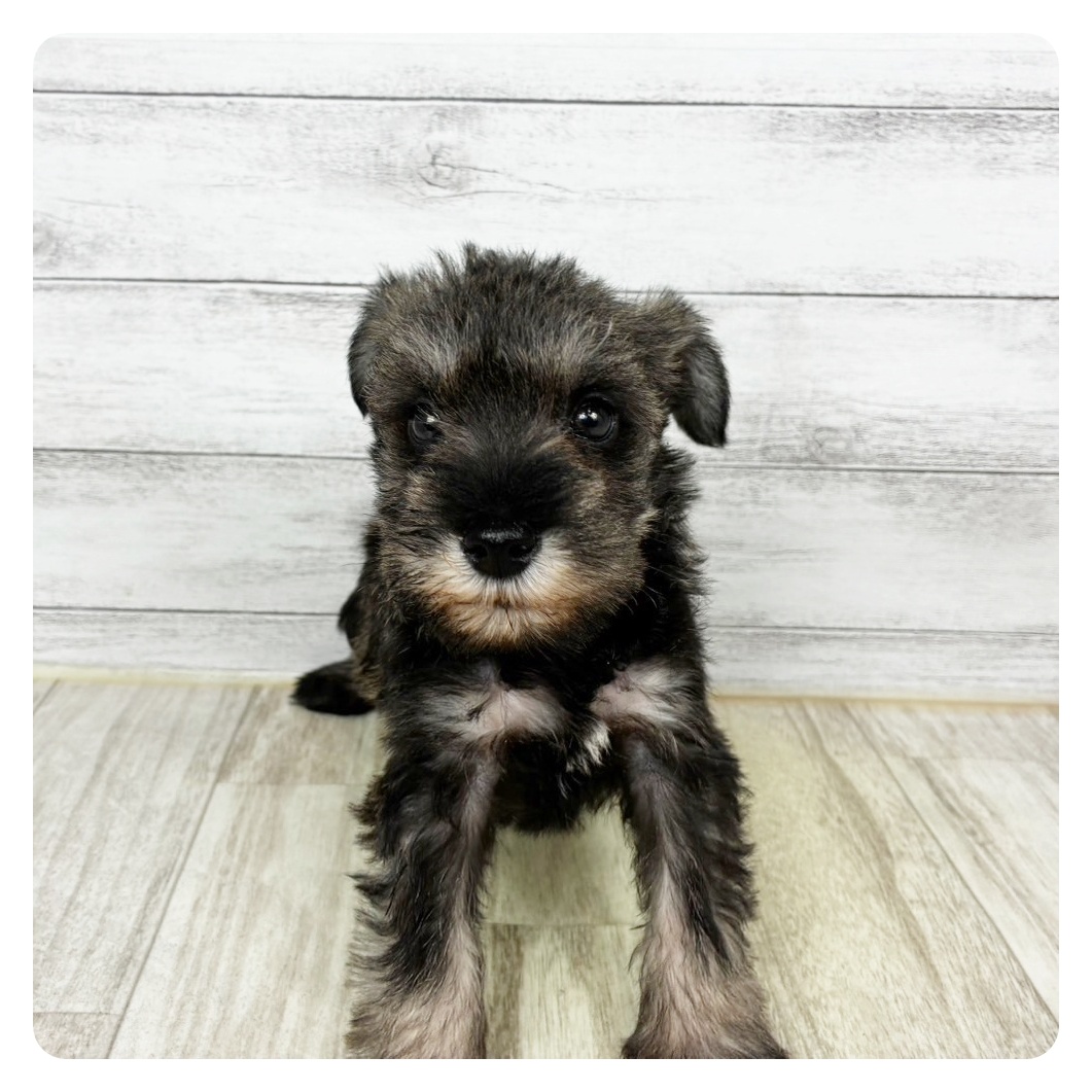 兵庫県のミニチュアシュナウザー (犬の家＆猫の里川西店/2025年10月25日生まれ/男の子/ソルトペッパー)の子犬