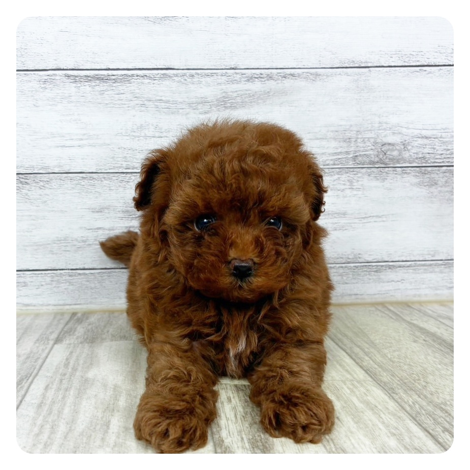 兵庫県のトイプードル(タイニー) (犬の家＆猫の里川西店/2025年10月24日生まれ/男の子/レッドフォーン)の子犬