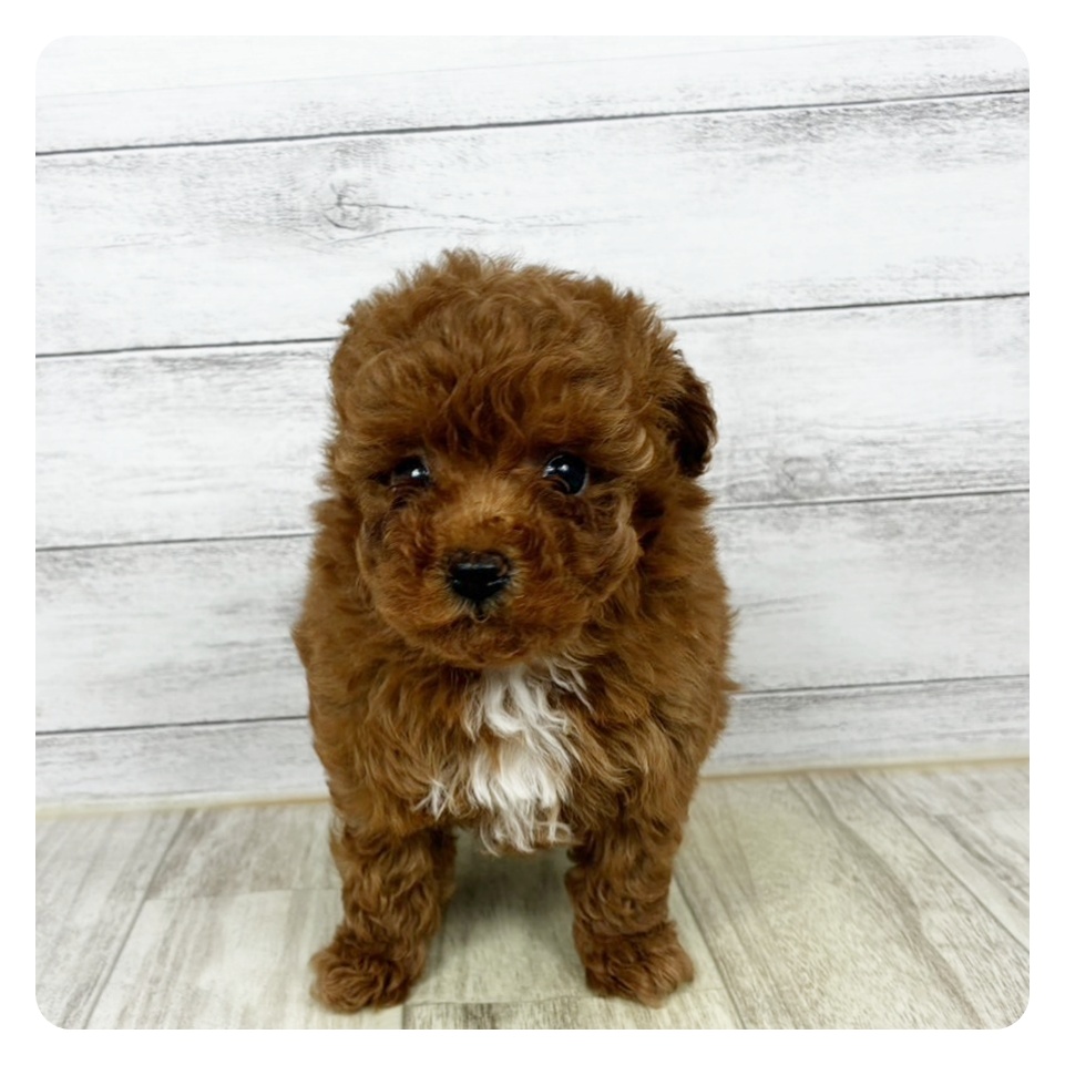 兵庫県のトイプードル(タイニー) (犬の家＆猫の里川西店/2025年10月24日生まれ/女の子/レッドフォーン)の子犬