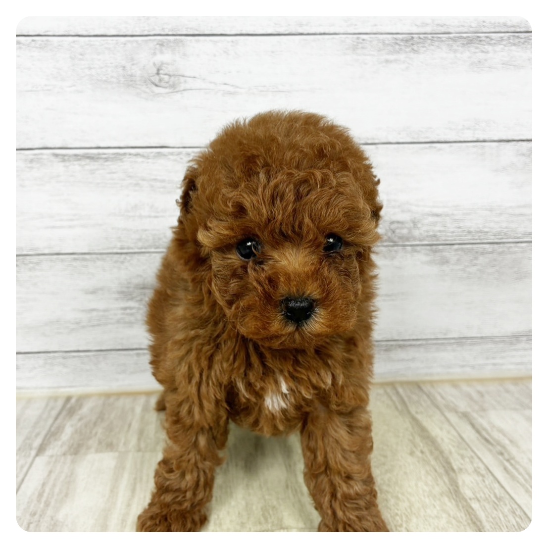 富山県のトイプードル(トイ) (犬の家＆猫の里アミーゴ山室店/2025年10月24日生まれ/女の子/レッドフォーン)の子犬の2枚目の画像