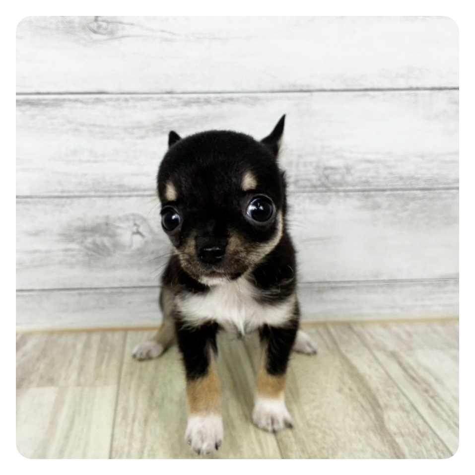 兵庫県のチワワ(スムース) (犬の家＆猫の里川西店/2025年10月24日生まれ/男の子/ブラックタンホワイト)の子犬
