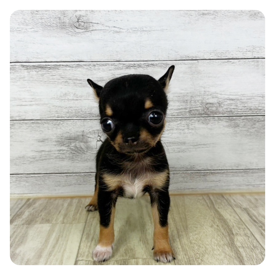 兵庫県のチワワ(スムース) (犬の家＆猫の里川西店/2025年10月24日生まれ/女の子/ブラックタンホワイト)の子犬