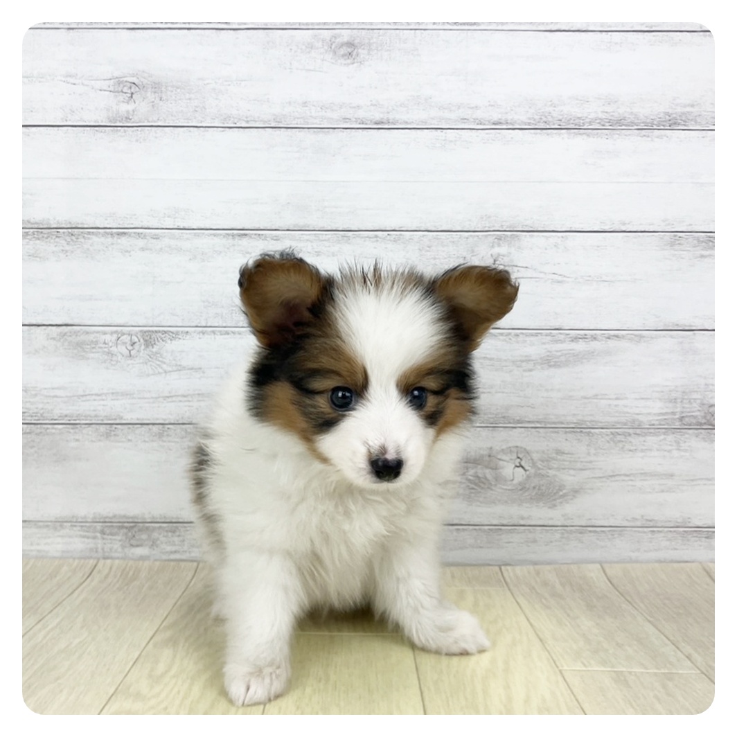 岐阜県のパピヨン (犬の家＆猫の里カラフルタウン岐阜店/2025年10月24日生まれ/男の子/ホワイトブラウン)の子犬の2枚目の画像