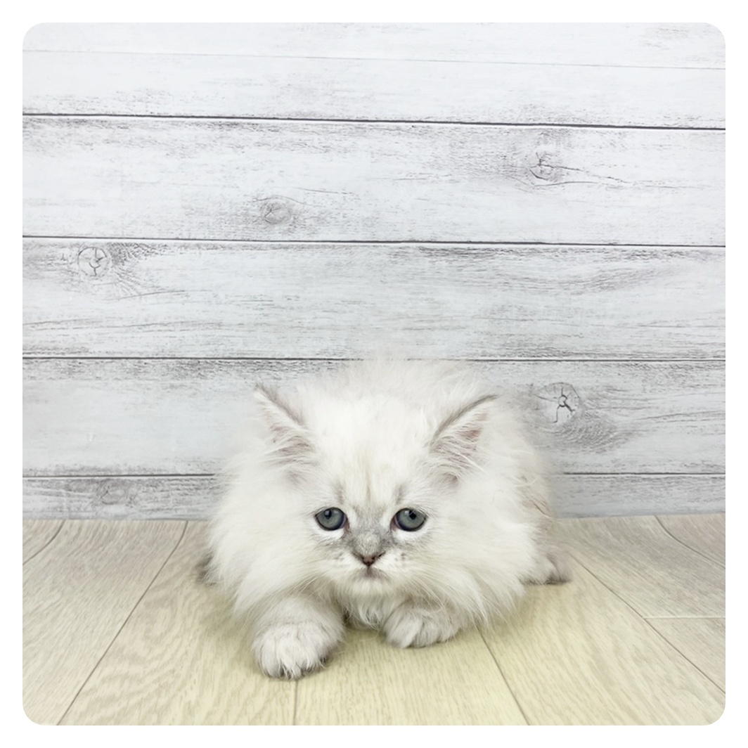 愛知県のミヌエット (犬の家＆猫の里アミーゴ神の倉店/2025年10月17日生まれ/男の子/シルバーマッカレルタビーホワイト)の子猫の2枚目の画像