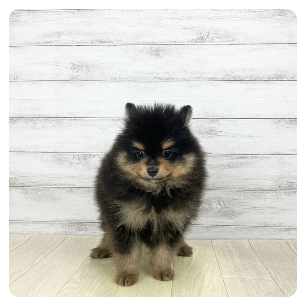 愛知県のポメラニアン (犬の家＆猫の里名古屋天白店/2025年10月25日生まれ/男の子/ブラックタン)の子犬