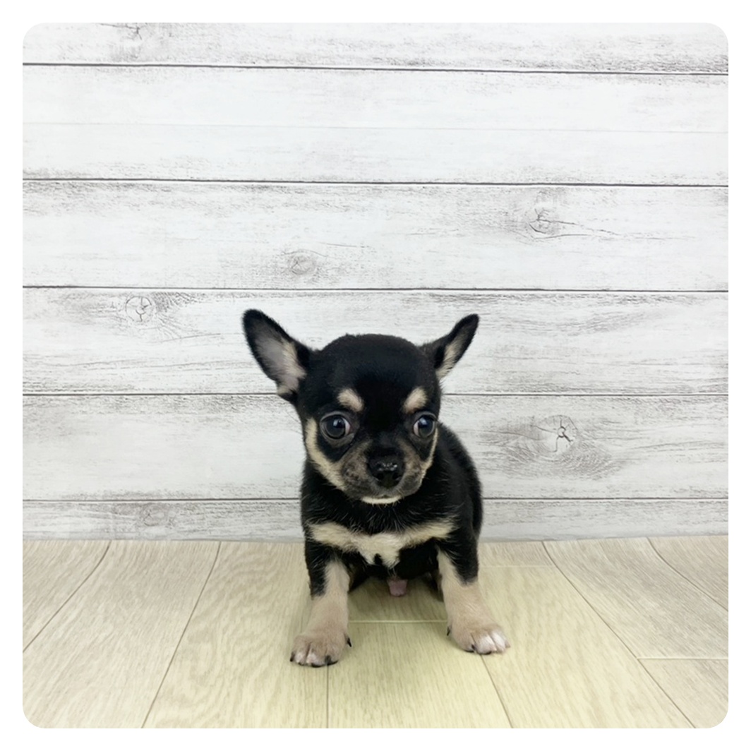 岐阜県のチワワ(スムース) (犬の家＆猫の里岐南店/2025年10月25日生まれ/男の子/ブラッククリームホワイト)の子犬の2枚目の画像